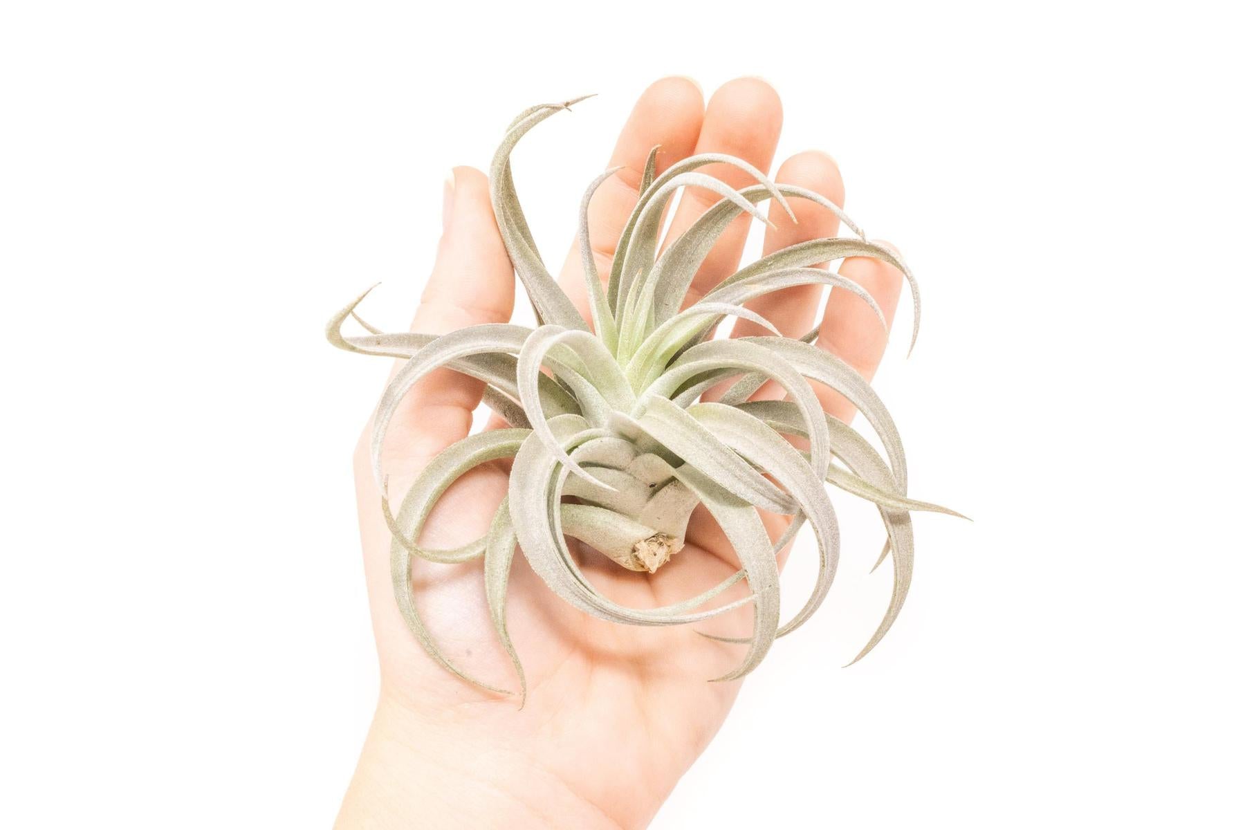 tillandsia air plants wholesale Large Tillandsia Harrisii Air Plants / 5-7 Inch Plants