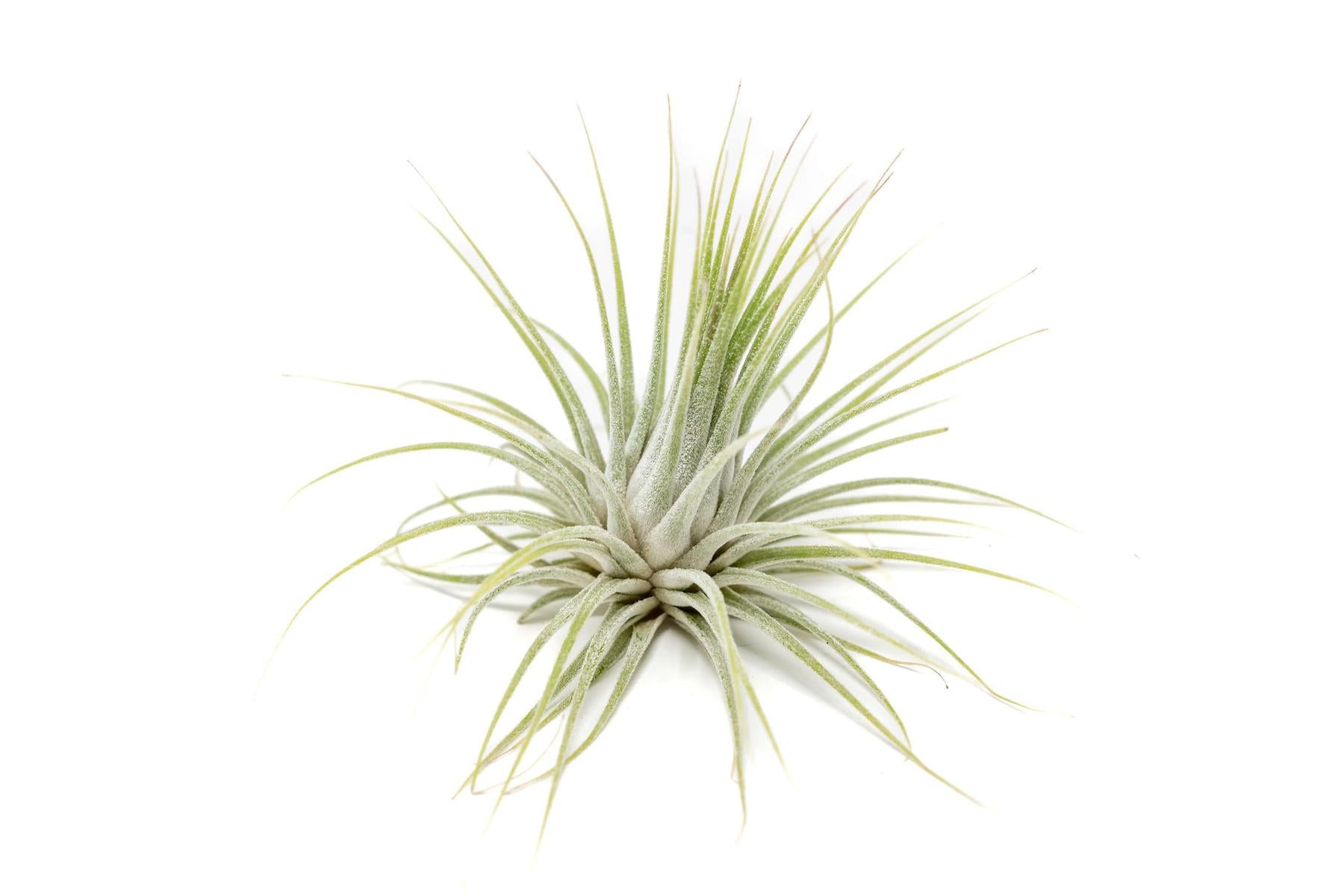 Large Tillandsia Ionantha Guatemala Air Plants-airplant-The Succulent Source