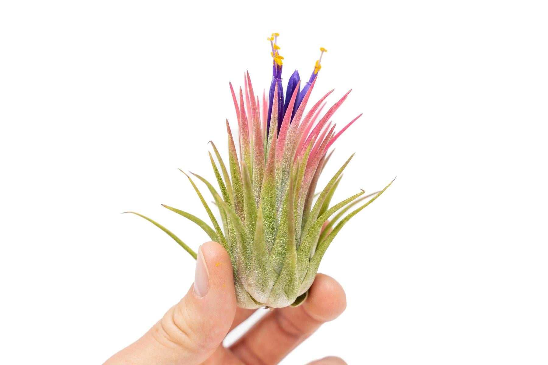 ionantha air plant Large Tillandsia Ionantha Rubra Air Plants