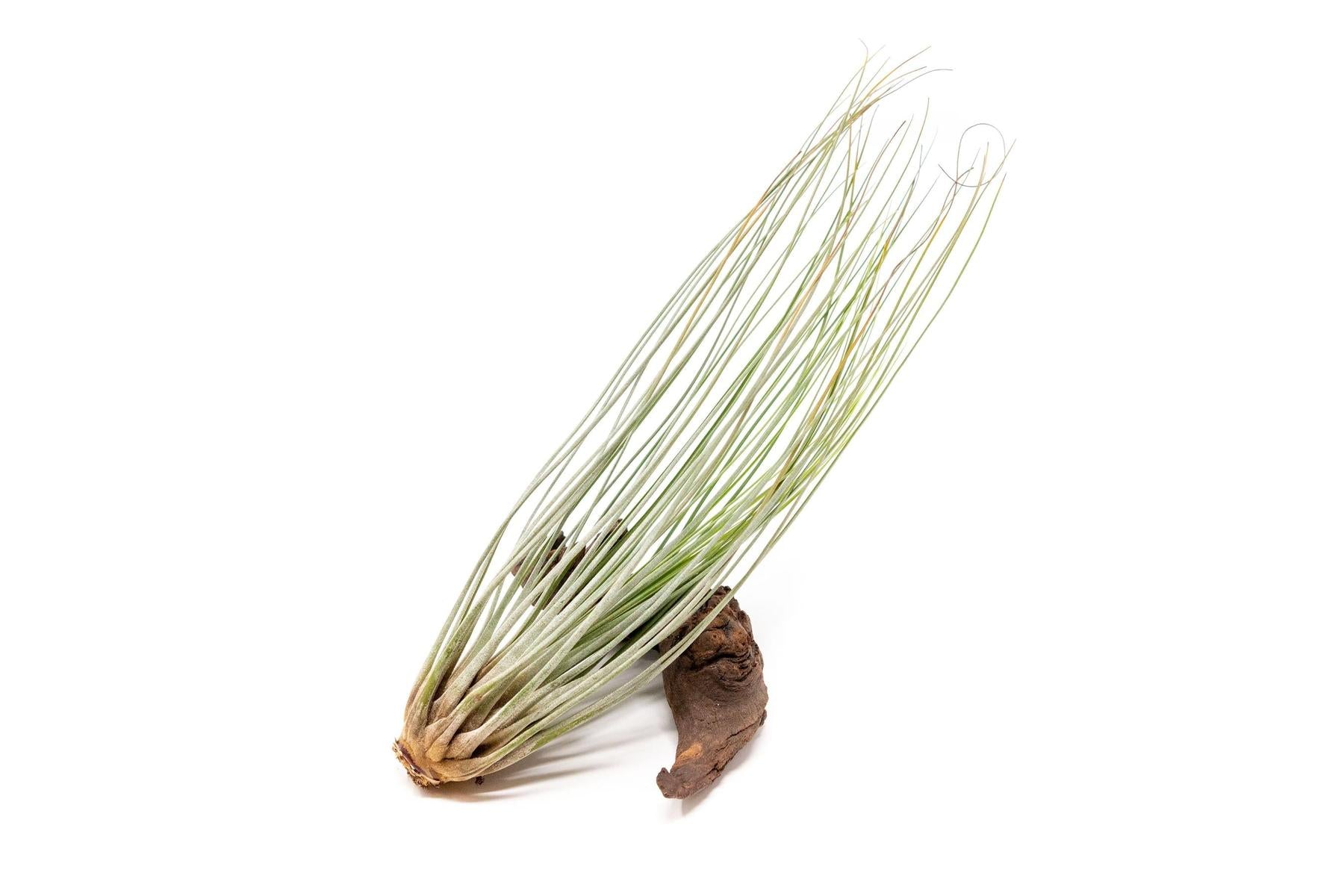Large Tillandsia Juncea Air Plants / 8-12 Inch Plants