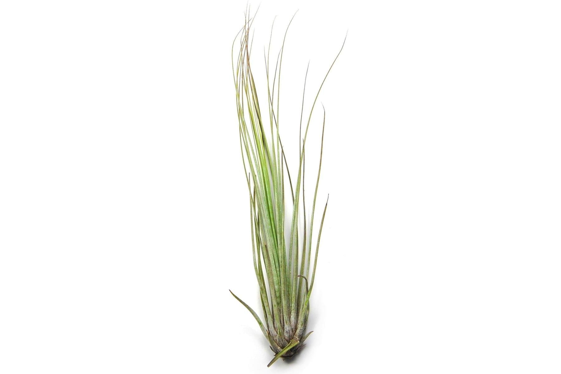 Large Tillandsia Juncifolia Air Plants / 8-12 Inch Plants-airplant-The Succulent Source