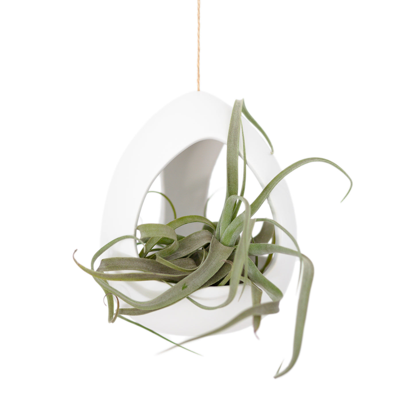 Large White Ceramic Hanging Pod with Two Assorted Tillandsia Plants-terrarium-The Succulent Source