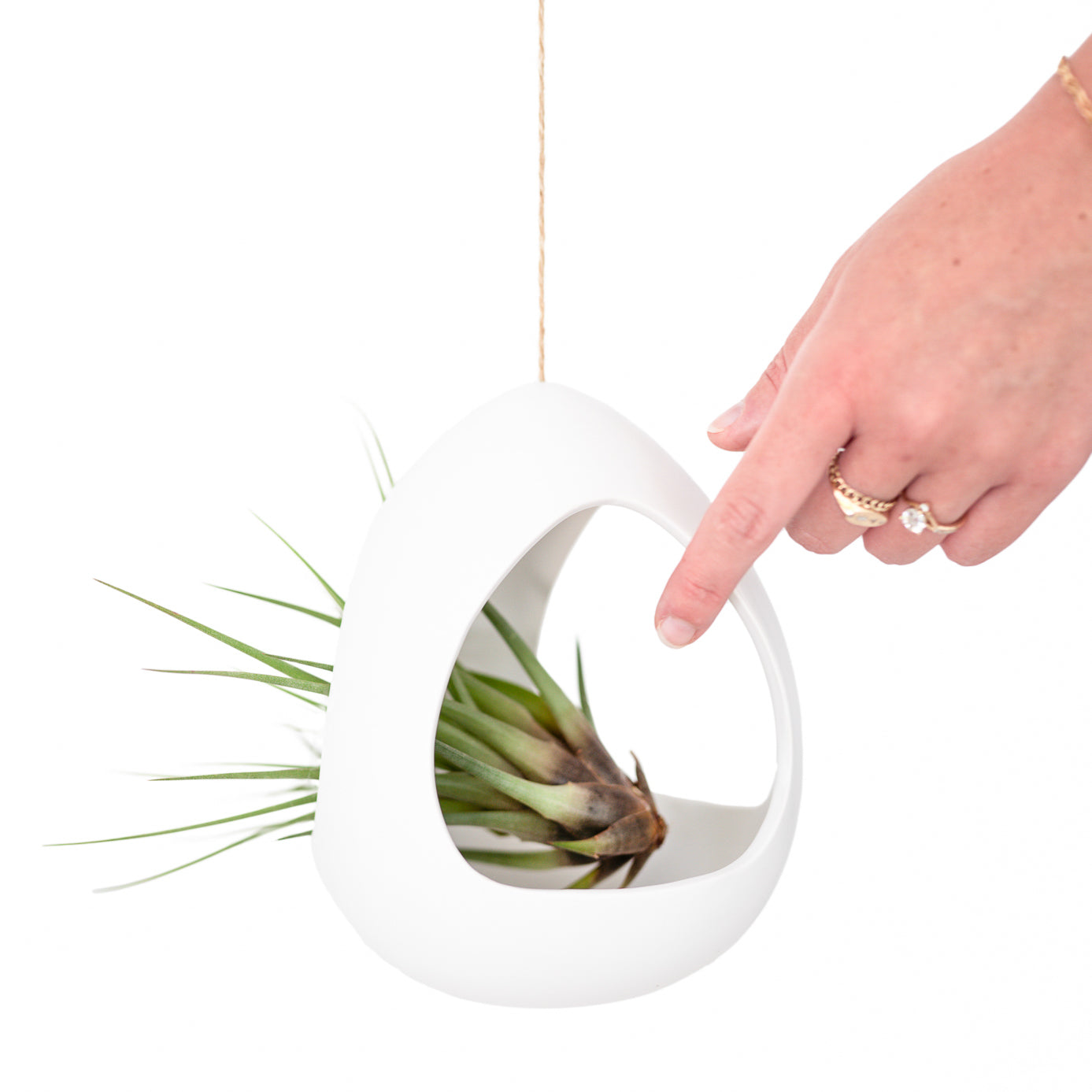 Large White Ceramic Hanging Pod with Two Assorted Tillandsia Plants-terrarium-The Succulent Source
