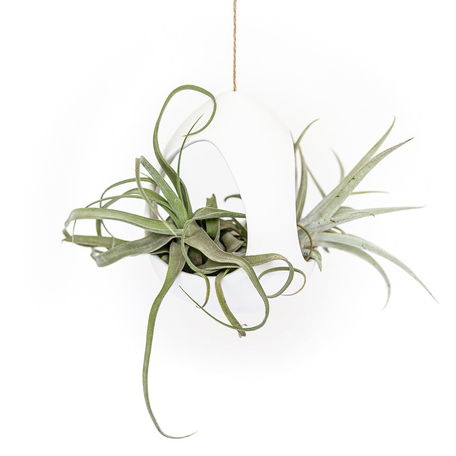 Large White Ceramic Hanging Pod with Two Assorted Tillandsia Plants-terrarium-The Succulent Source