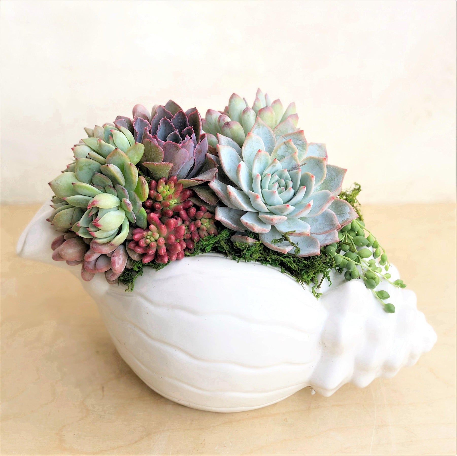 seashell succulent planter Succulent Arrangement