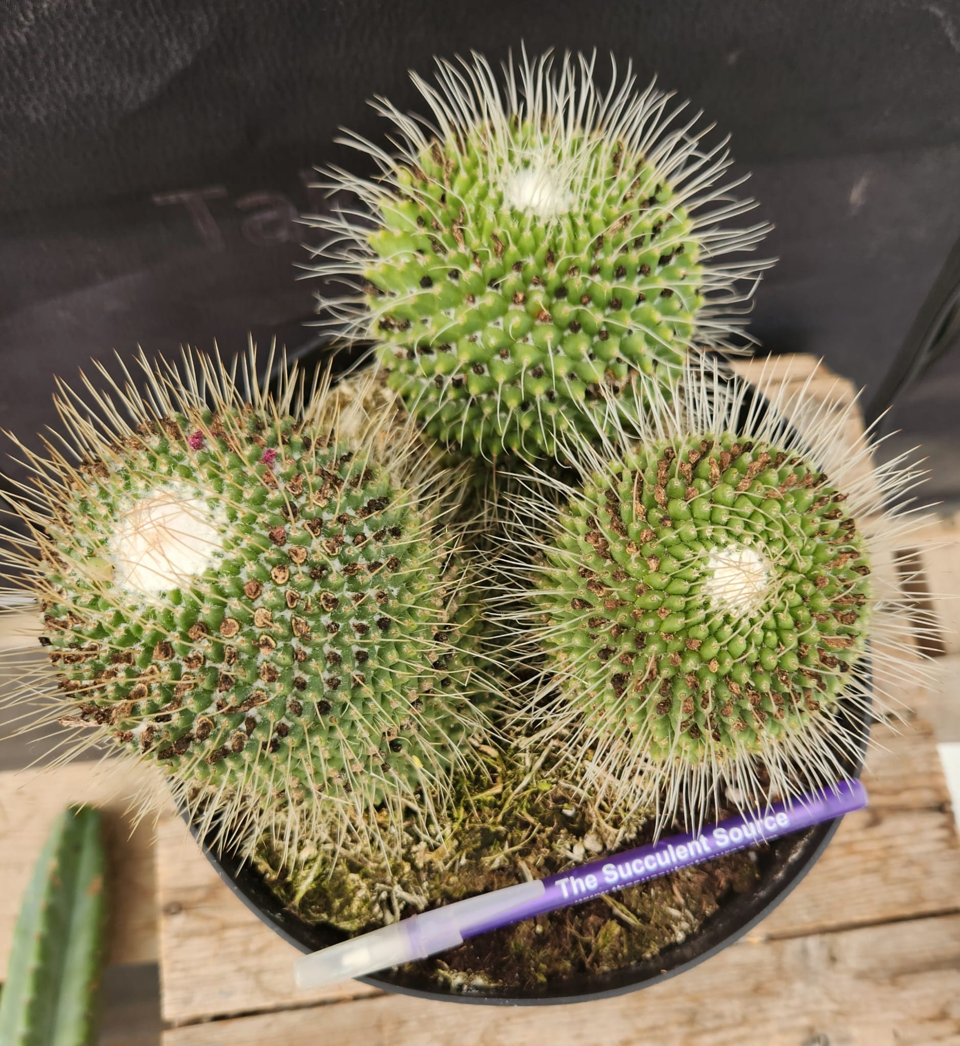 Leah's Special 8" Chin Cactus (gymnocalycium baldianum) AND 8" Un Pico-Cactus - Large-The Succulent Source