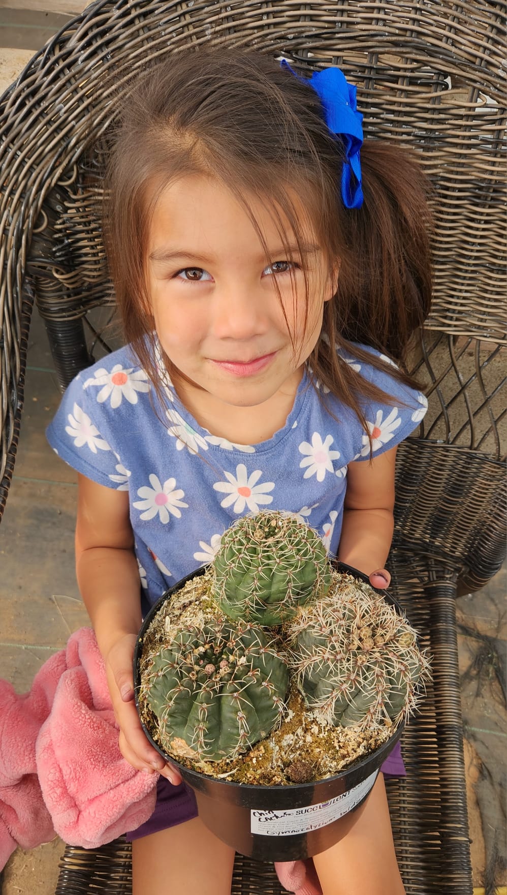 Leah's Special 8" Chin Cactus (gymnocalycium baldianum) AND 8" Un Pico-Cactus - Large-The Succulent Source