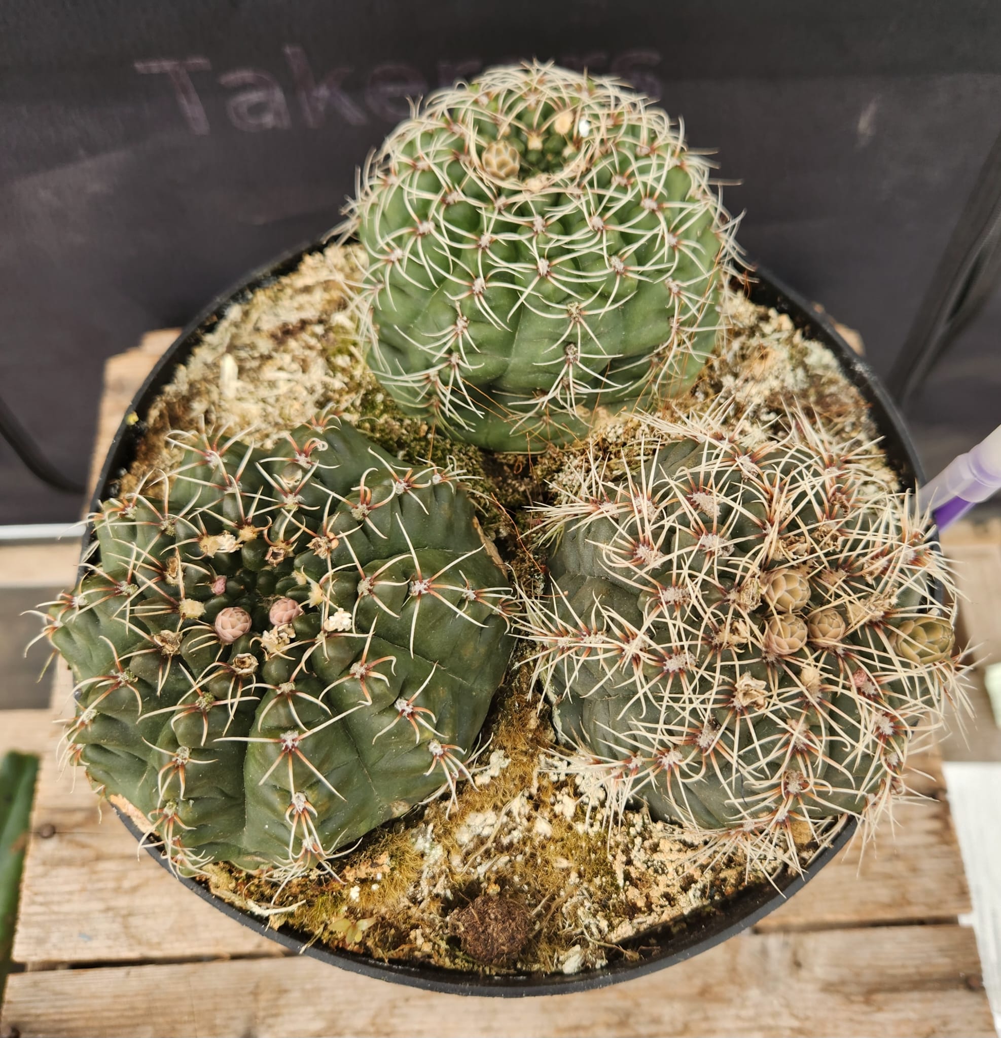 Leah's Special 8" Chin Cactus (gymnocalycium baldianum) AND 8" Un Pico-Cactus - Large-The Succulent Source