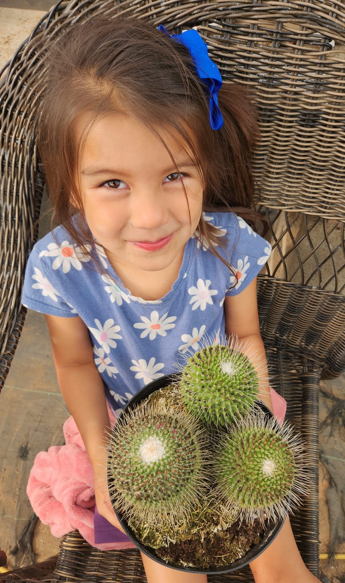 Leah's Special 8" Chin Cactus (gymnocalycium baldianum) AND 8" Un Pico-Cactus - Large-The Succulent Source