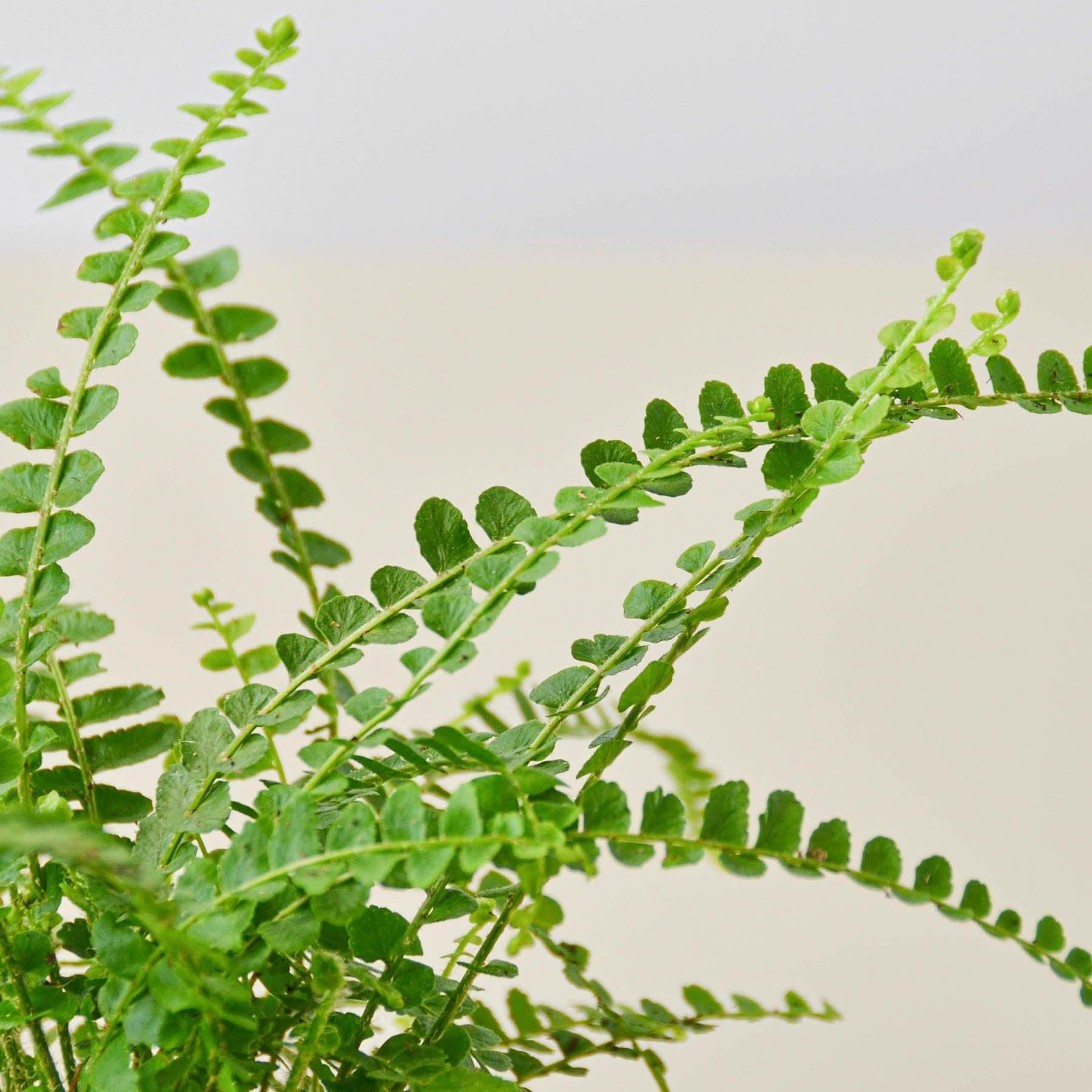 Lemon Button Fern-Indoor Plants-The Succulent Source