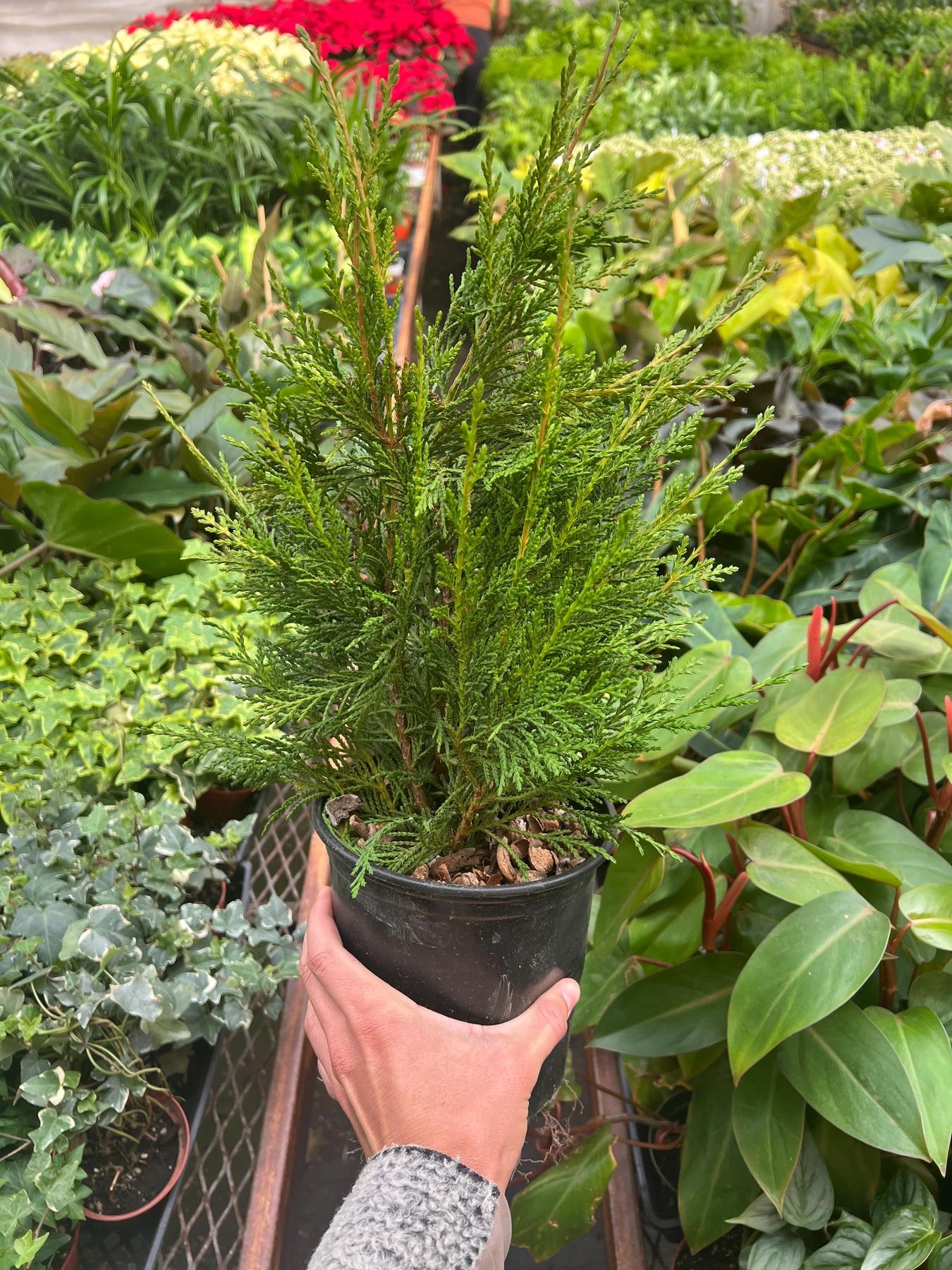 Leyland cypress - 6" Pot-The Succulent Source