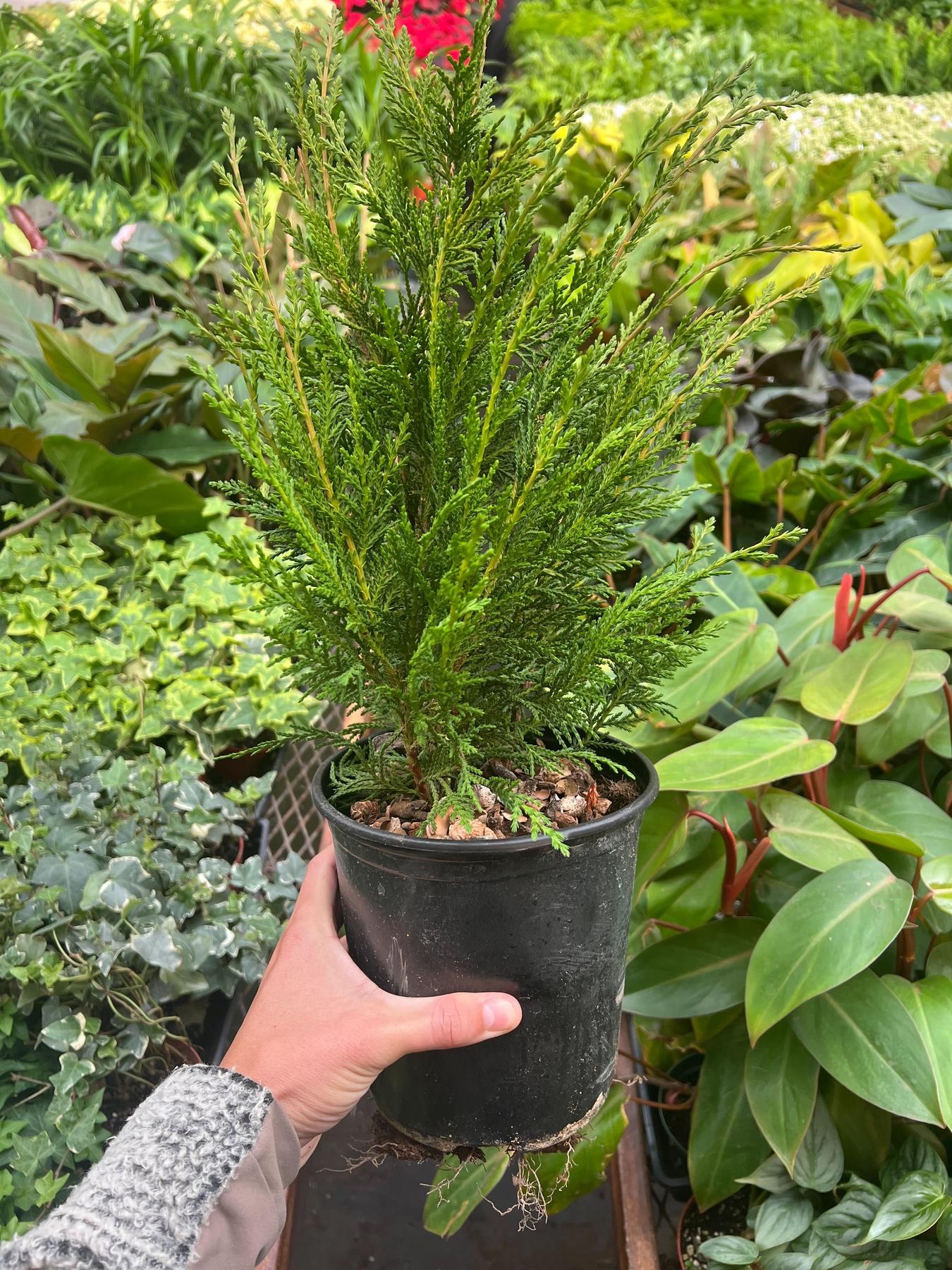 Leyland cypress - 6" Pot-The Succulent Source