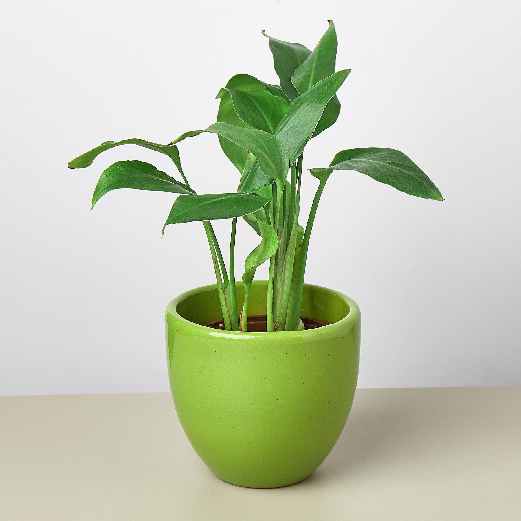 Liberty Bell Planter-Default-The Succulent Source