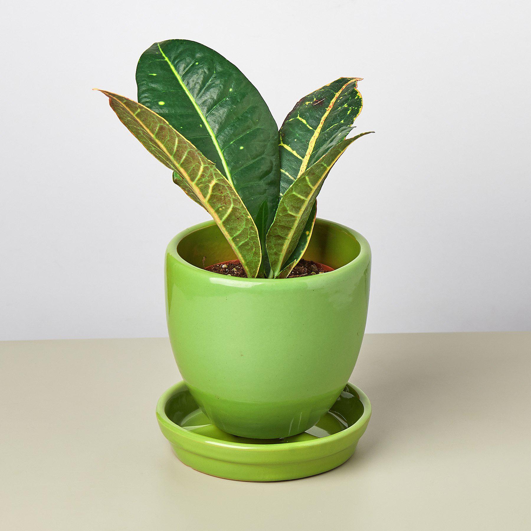 Liberty Bell Planter-Default-The Succulent Source