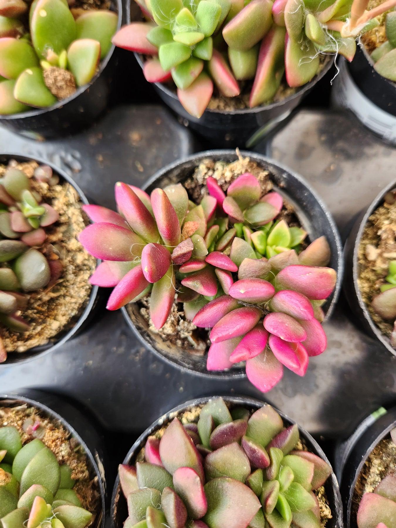 Lithops Mesembs & Mimicry Succulents-Succulent - Small-The Succulent Source