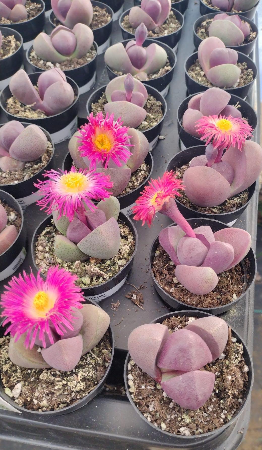 Lithops Mesembs & Mimicry Succulents-Succulent - Small-The Succulent Source