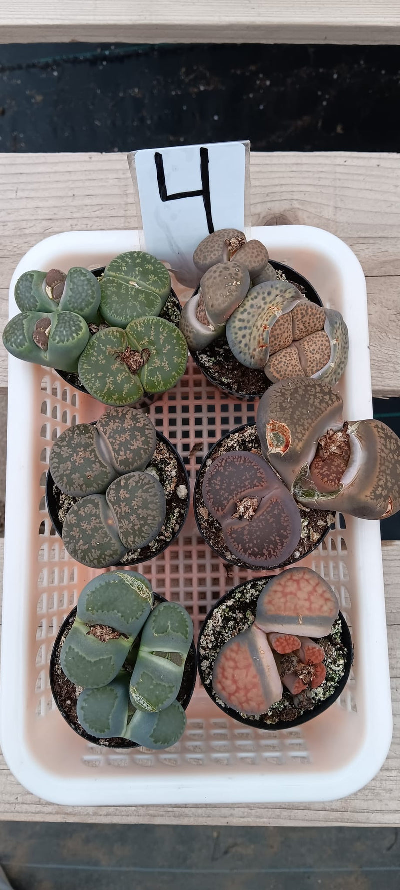 Lithops Mesembs & Mimicry Succulents-Succulent - Small-The Succulent Source