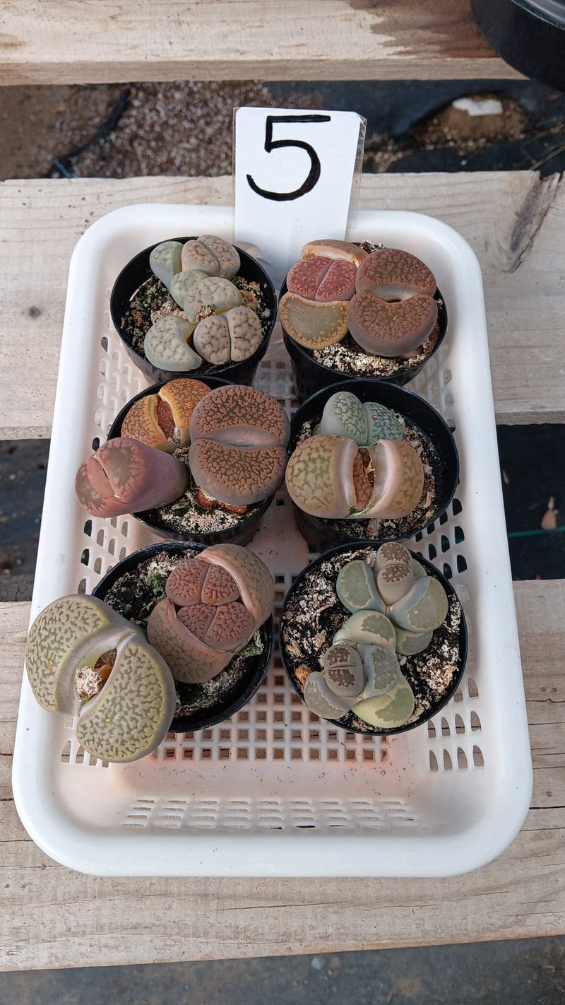 Lithops Mesembs & Mimicry Succulents-Succulent - Small-The Succulent Source