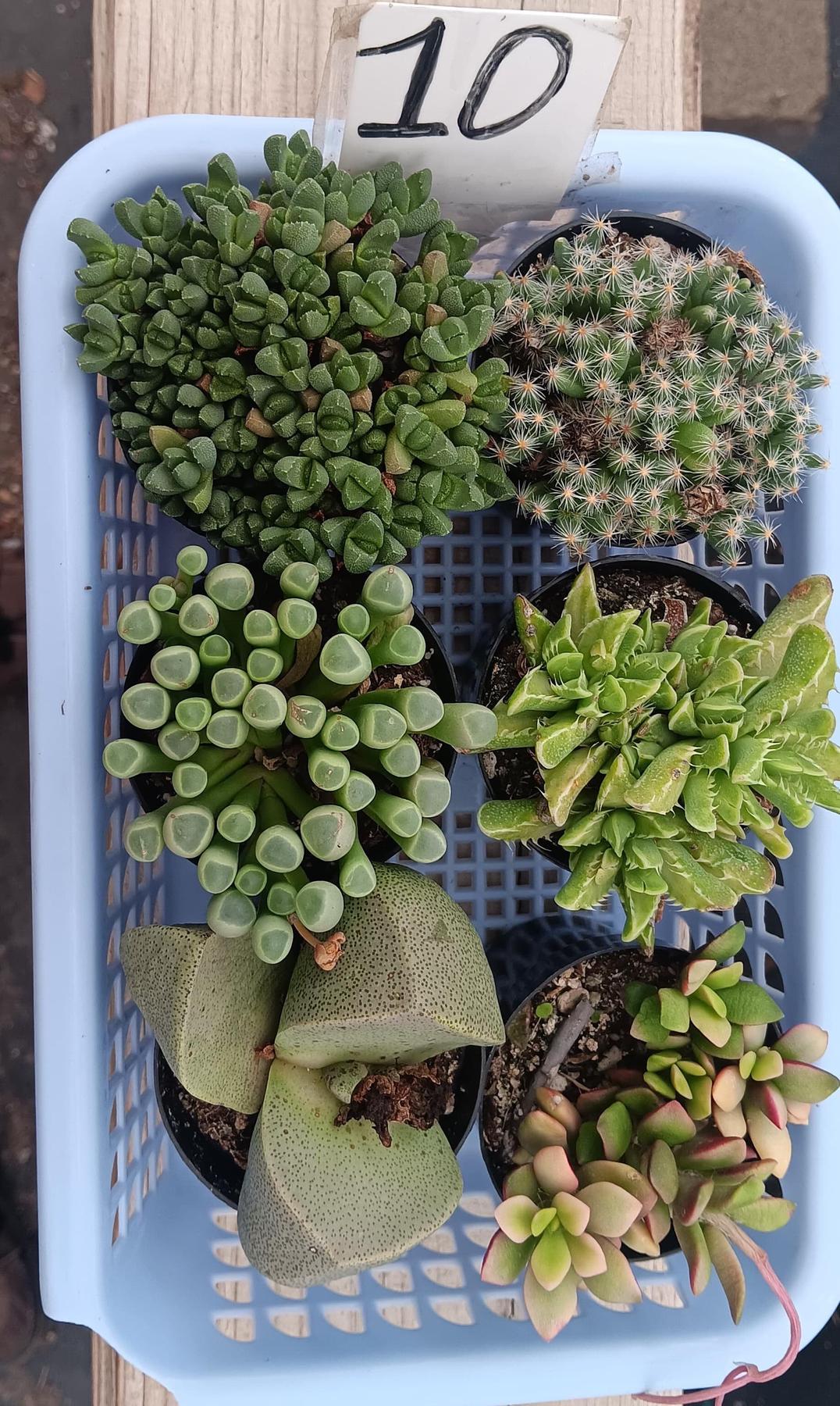 Lithops Mesembs & Mimicry Succulents-Succulent - Small-The Succulent Source