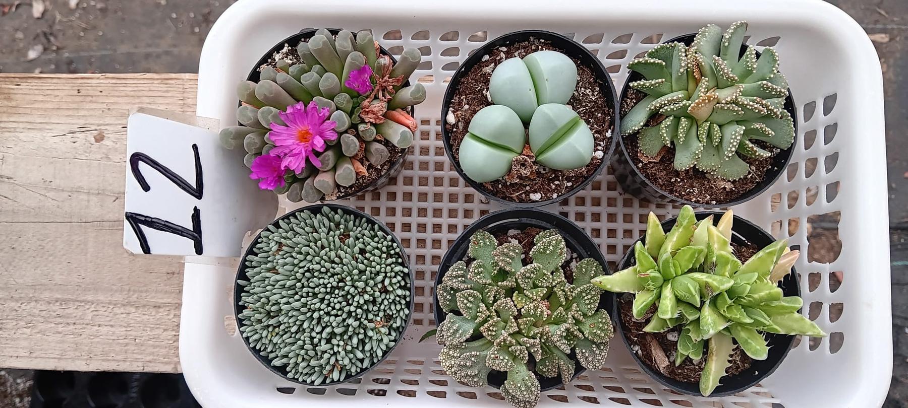 Lithops Mesembs & Mimicry Succulents-Succulent - Small-The Succulent Source