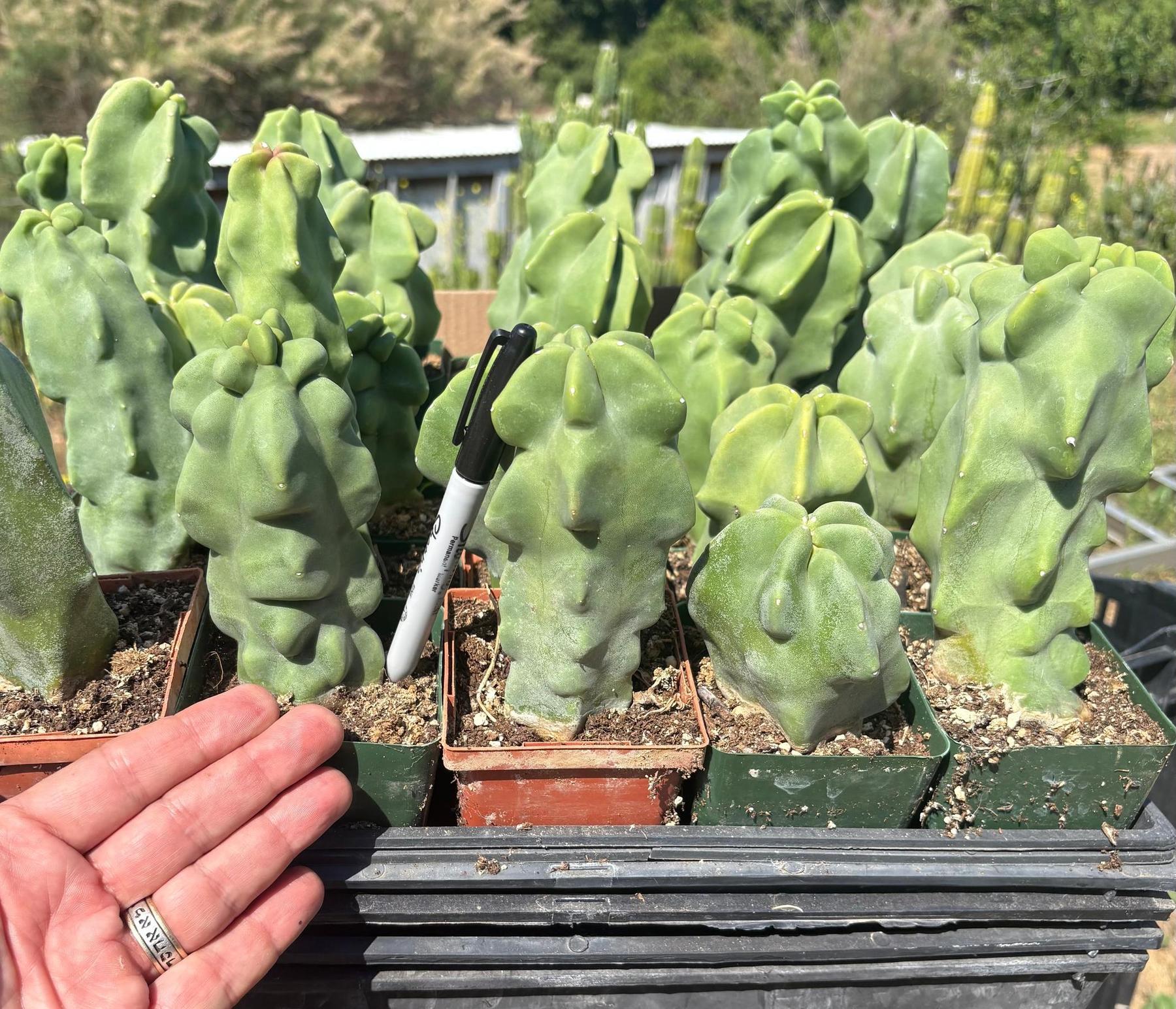 Lophocereus schottii Monstrose Totem Pole Cactus Potted in 3” container-Cactus - Large - Exact-The Succulent Source