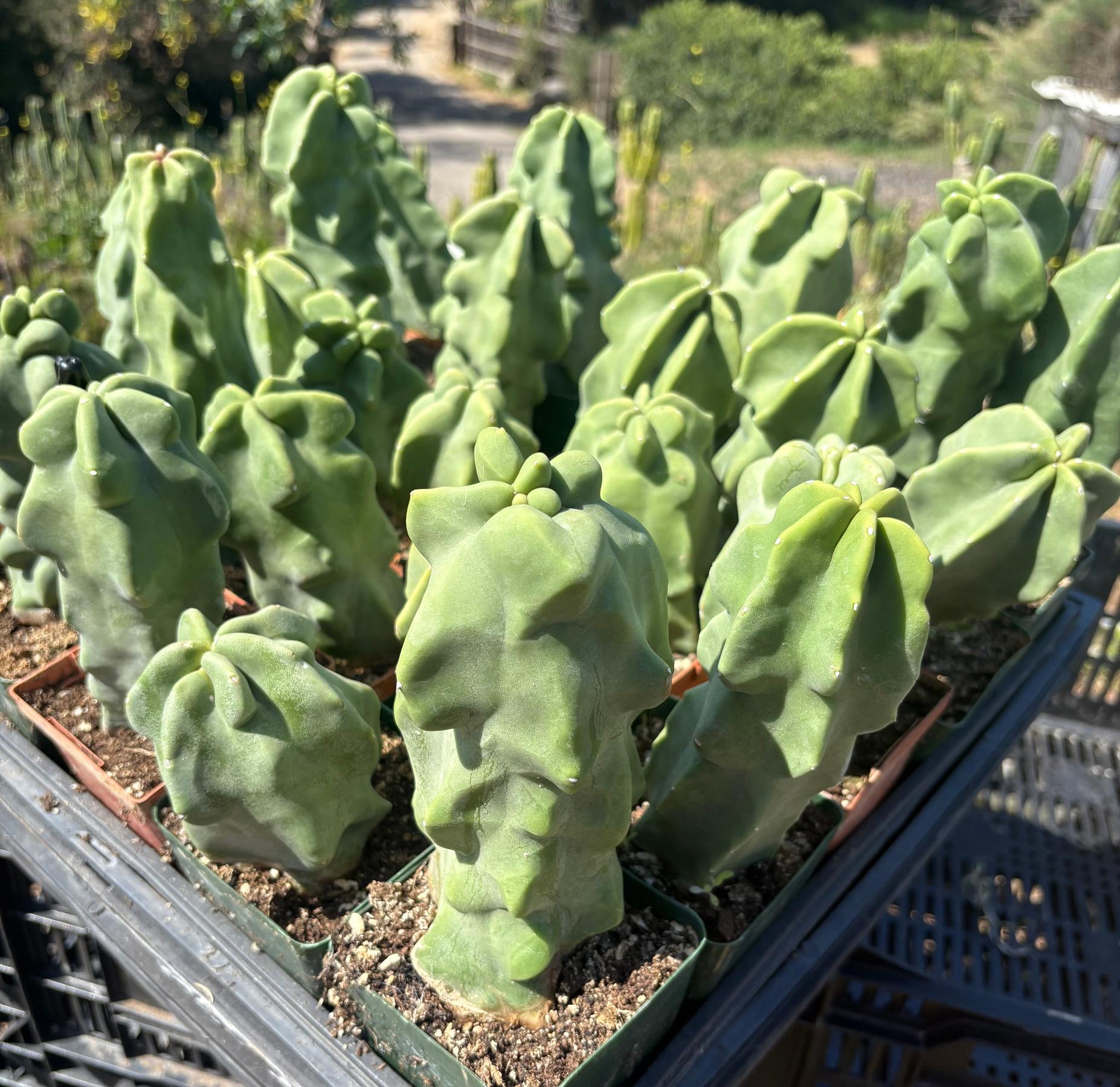 Lophocereus schottii Monstrose Totem Pole Cactus Potted in 3” container-Cactus - Large - Exact-The Succulent Source