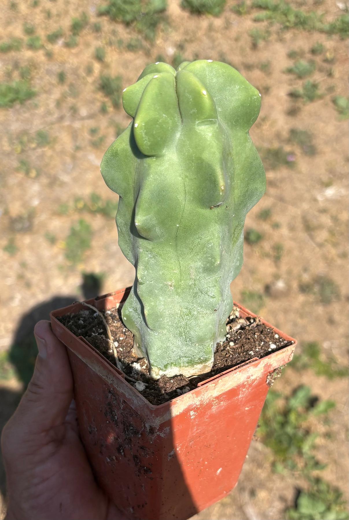 Lophocereus schottii Monstrose Totem Pole Cactus Potted in 3” container-Cactus - Large - Exact-The Succulent Source
