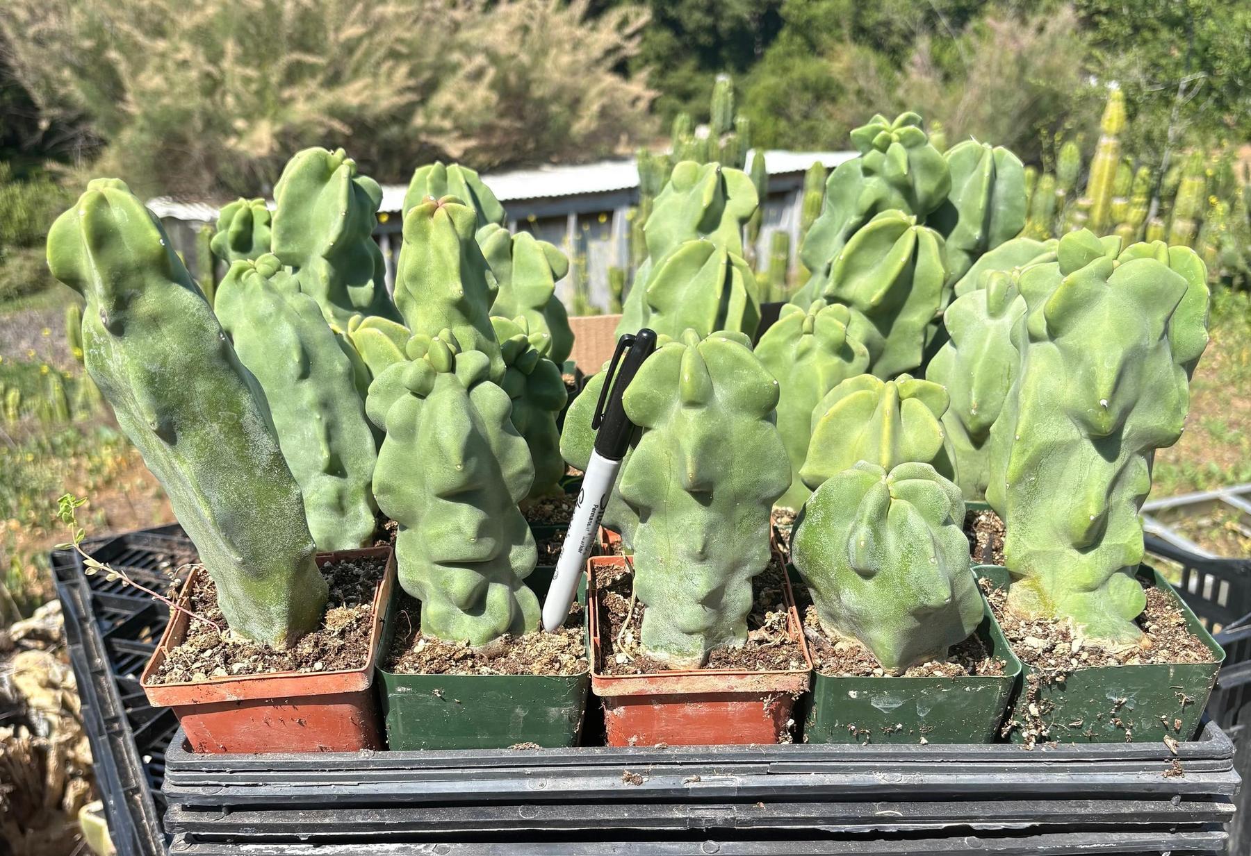 Lophocereus schottii Monstrose Totem Pole Cactus Potted in 3” container-Cactus - Large - Exact-The Succulent Source