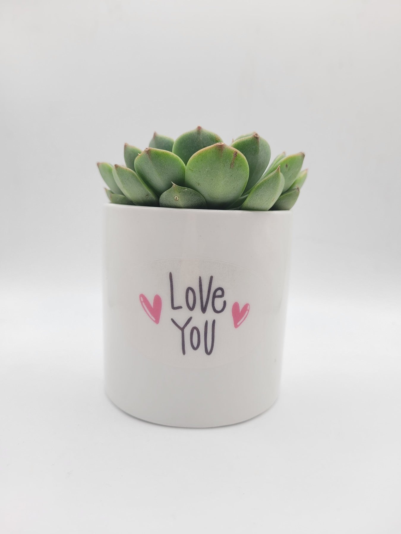 Love You 💗 Succulent Gift-SayIt-The Succulent Source