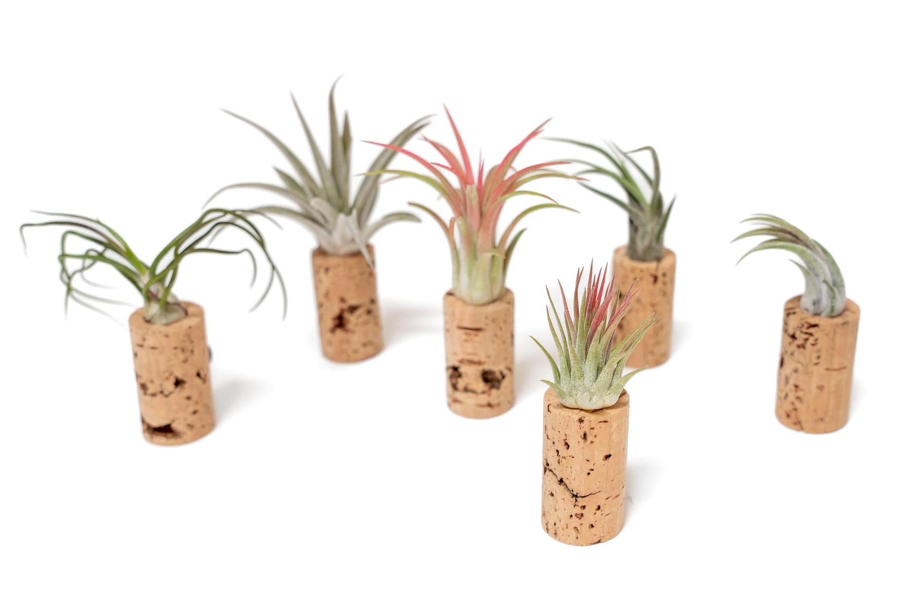 Magnetic Wine Corks with Assorted Tillandsia Air Plants - Set of 1, 3 or 5-terrarium-The Succulent Source