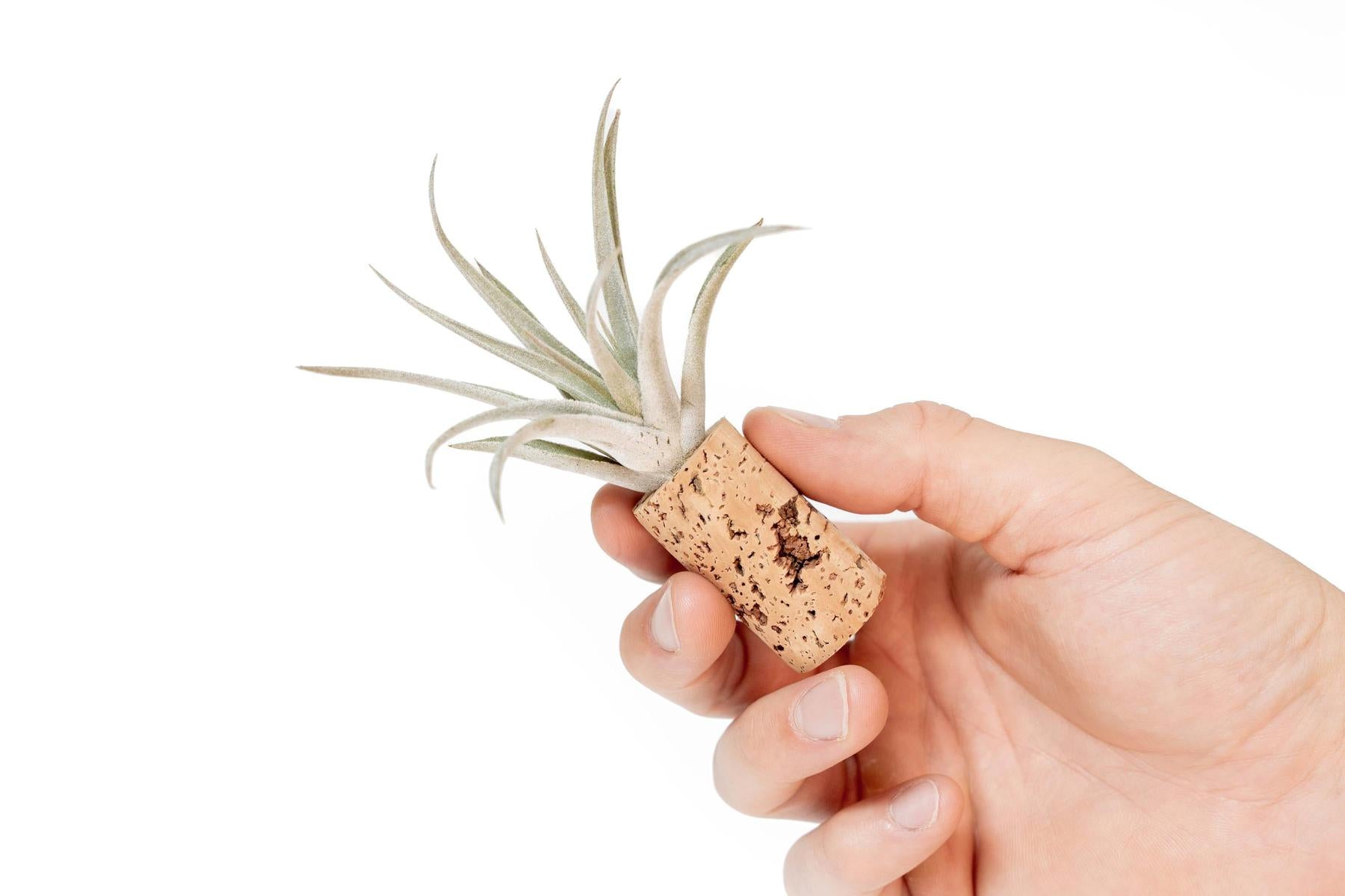 Magnetic Wine Corks with Assorted Tillandsia Air Plants - Set of 3, 6 or 9-terrarium-The Succulent Source