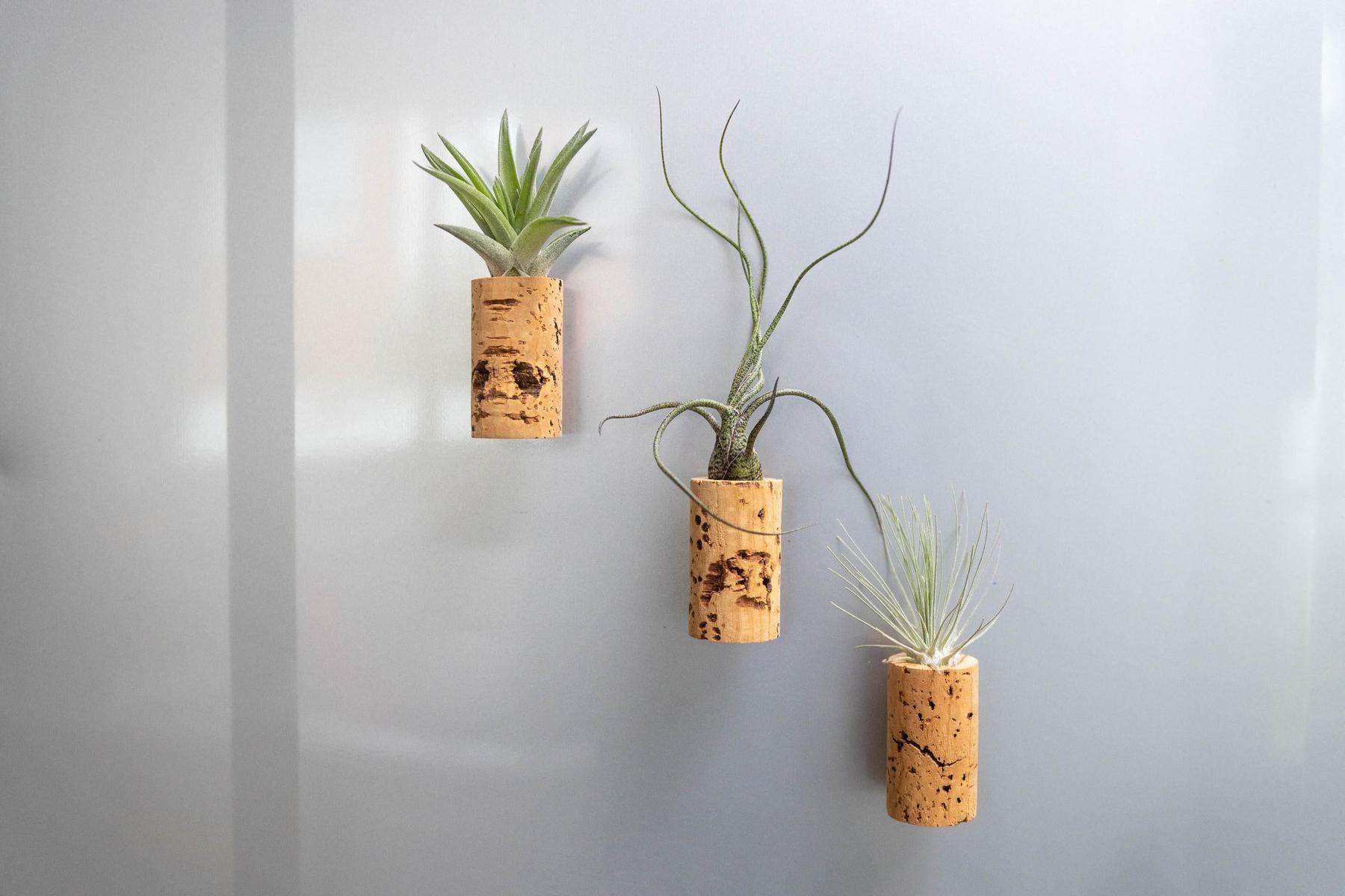 Magnetic Wine Corks with Assorted Tillandsia Air Plants - Set of 3, 6 or 9-terrarium-The Succulent Source