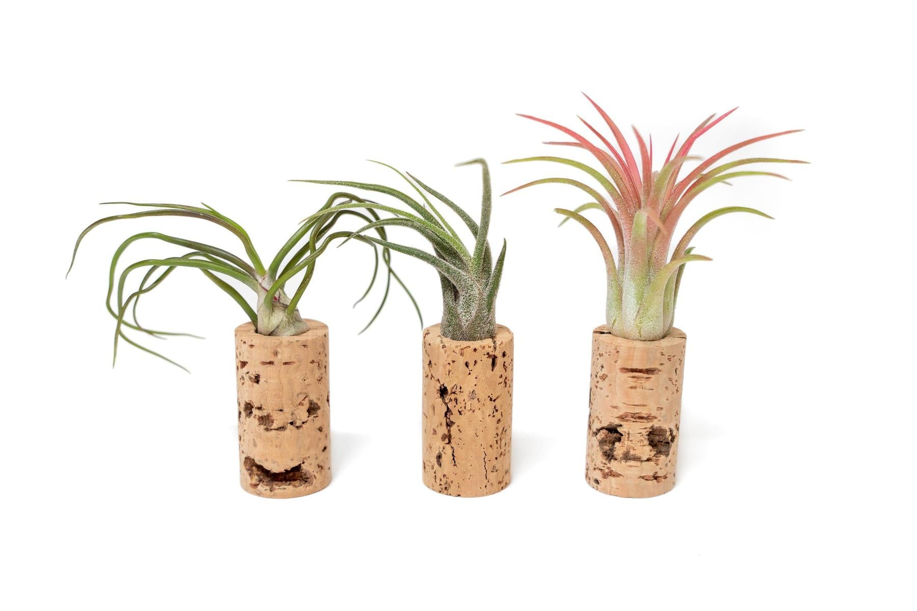 Magnetic Wine Corks with Assorted Tillandsia Air Plants - Set of 3, 6 or 9-terrarium-The Succulent Source