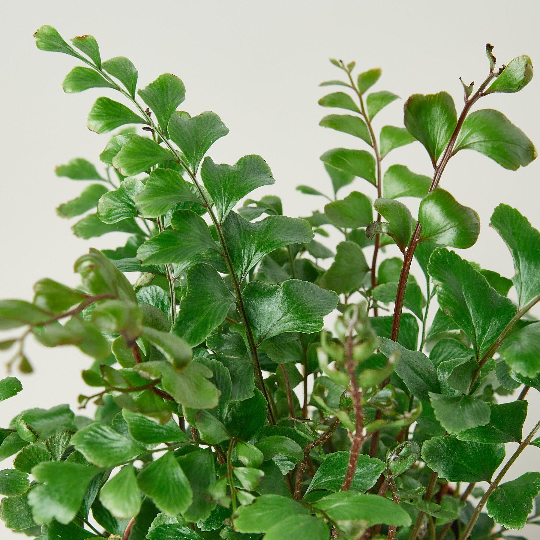 Mahogany Fern-Indoor Plants-The Succulent Source