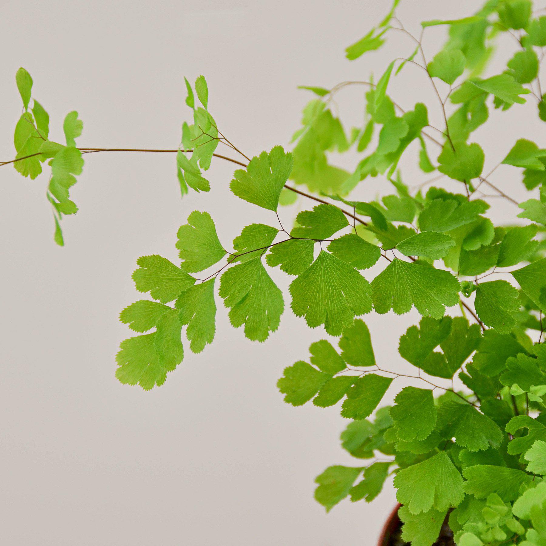 Maidenhair Fern-Indoor Plants-The Succulent Source