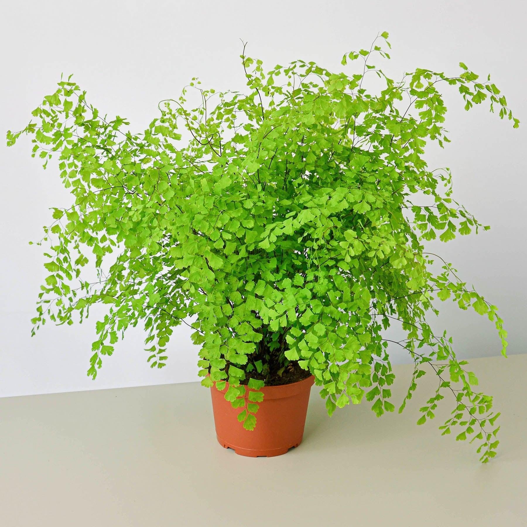 Maidenhair Fern-Indoor Plants-The Succulent Source