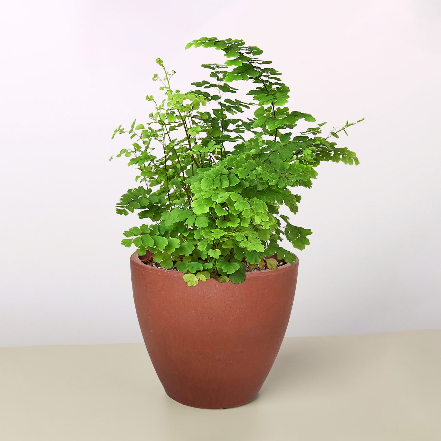 Maidenhair Fern-Indoor Plants-The Succulent Source