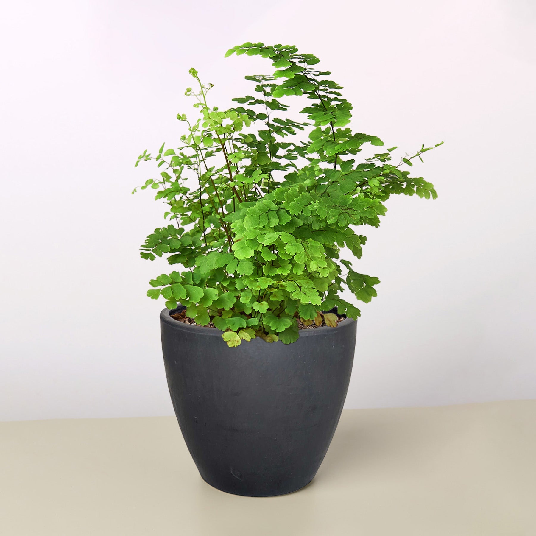 Maidenhair Fern-Indoor Plants-The Succulent Source
