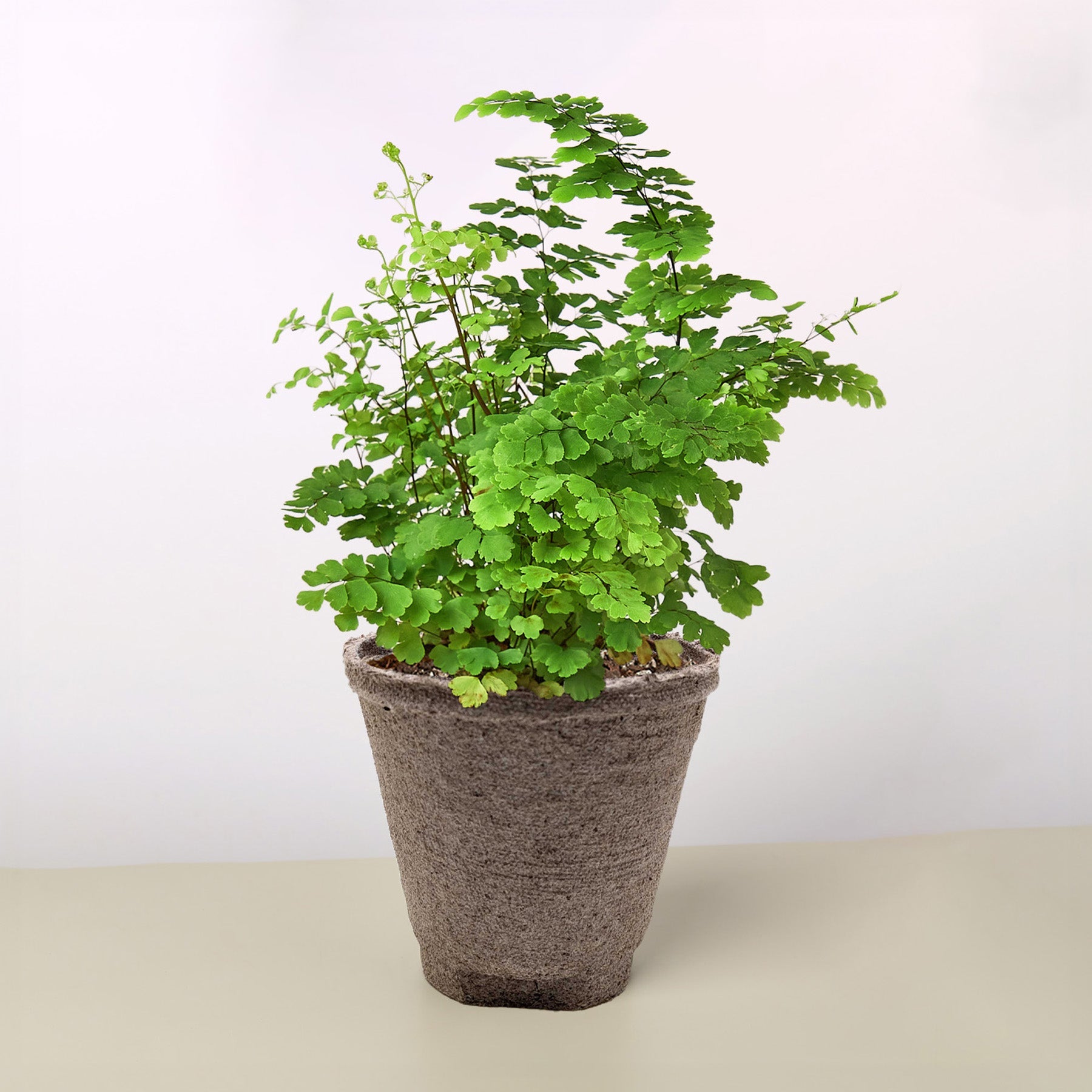 Maidenhair Fern-Indoor Plants-The Succulent Source