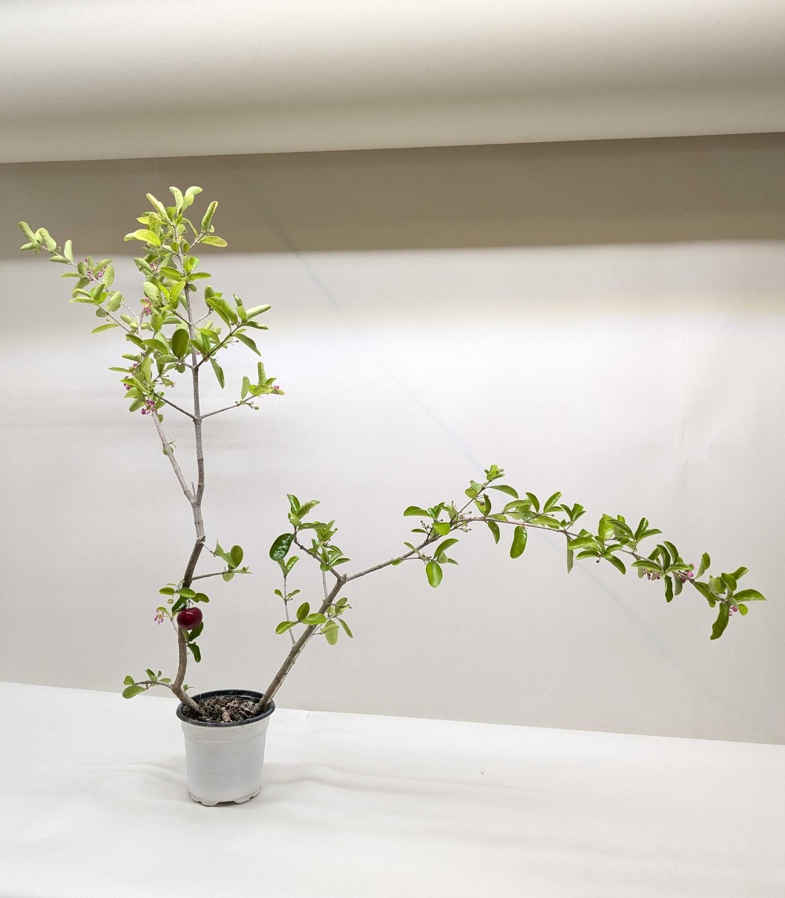 Malpighia Barbados Cherry-Indoor Plants-The Succulent Source