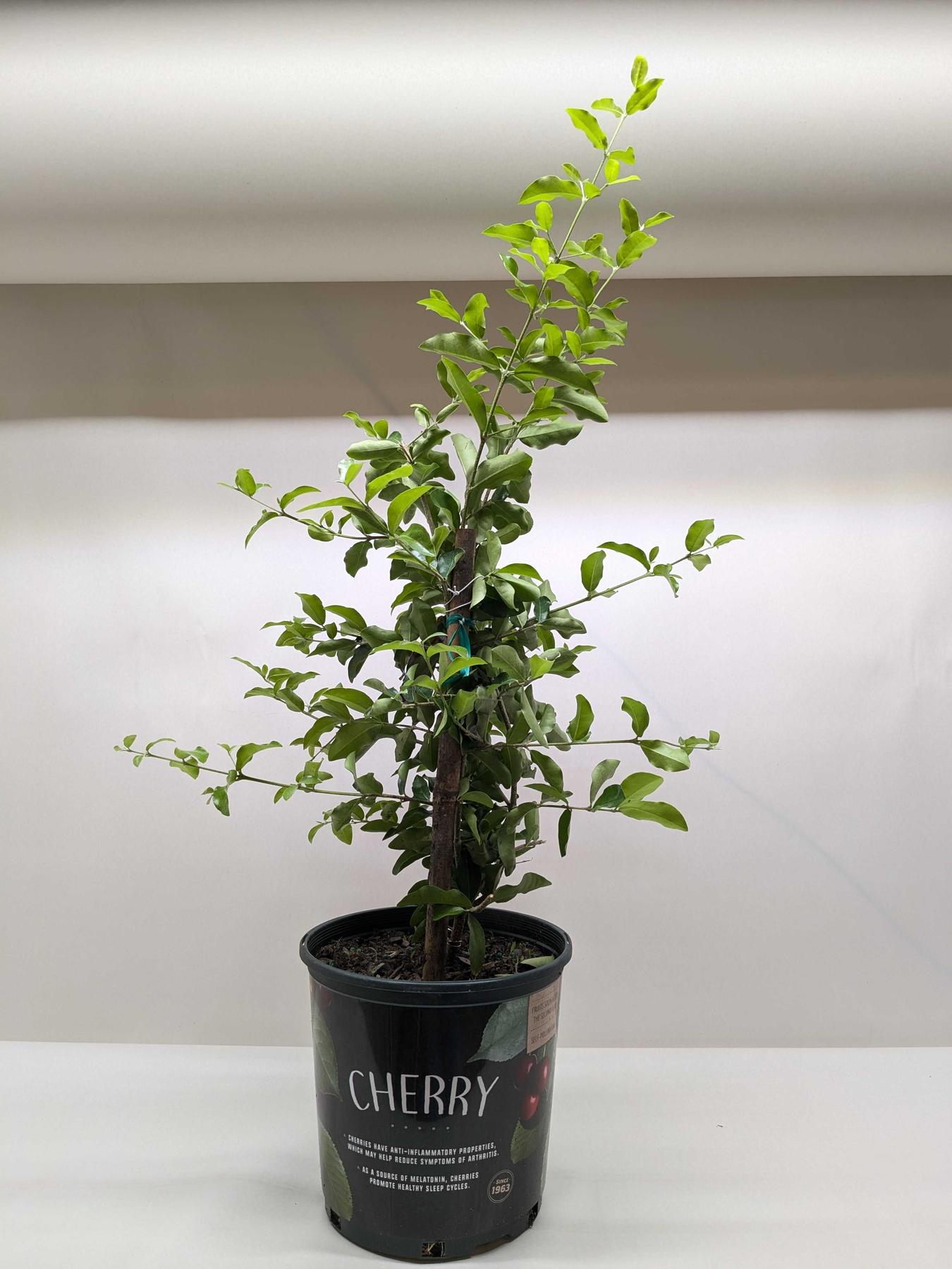 Malpighia Barbados Cherry-Indoor Plants-The Succulent Source