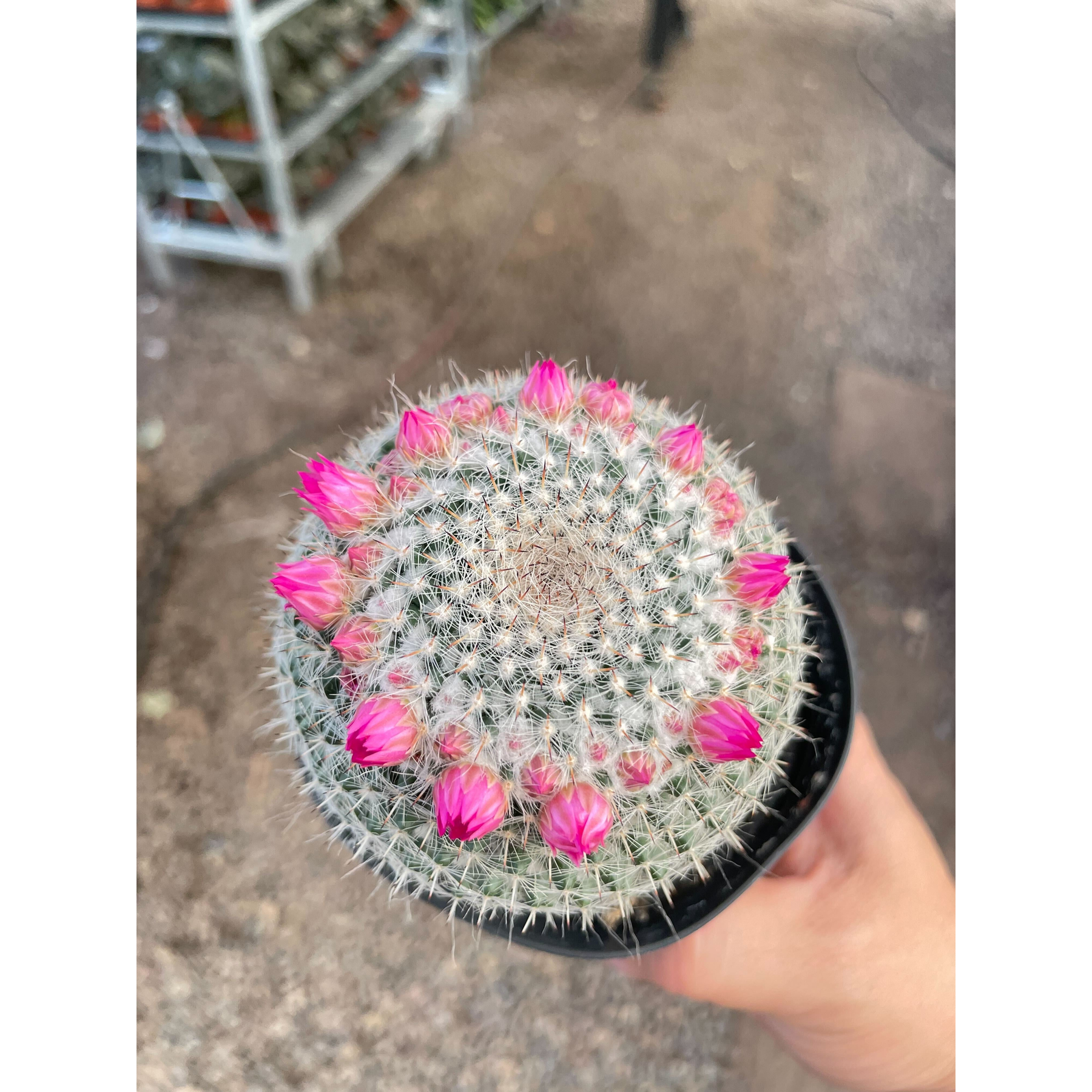 Mammillaria Hahniana Cactus-Indoor Plants-The Succulent Source