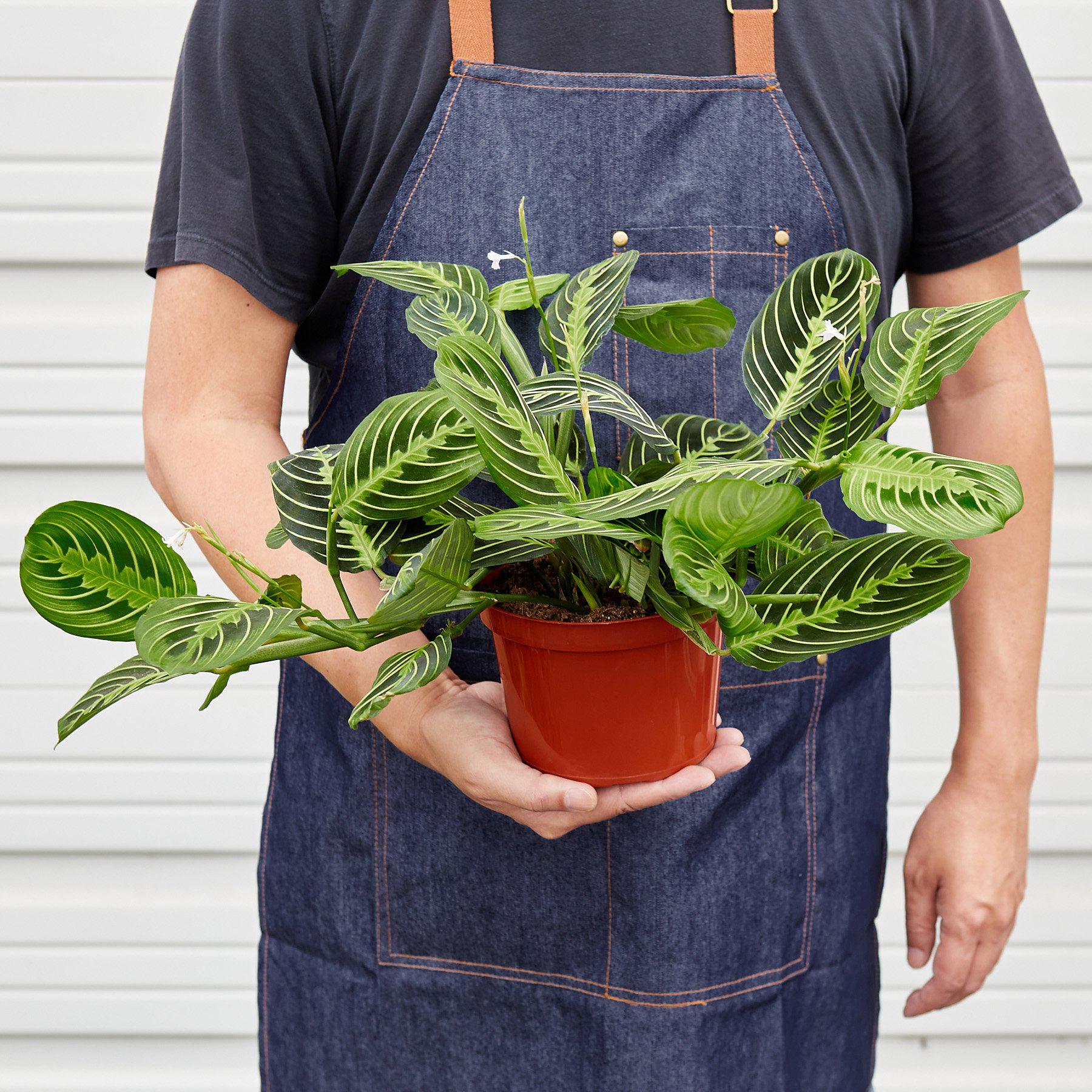 Maranta 'Lemon Lime'-Indoor Plants-The Succulent Source