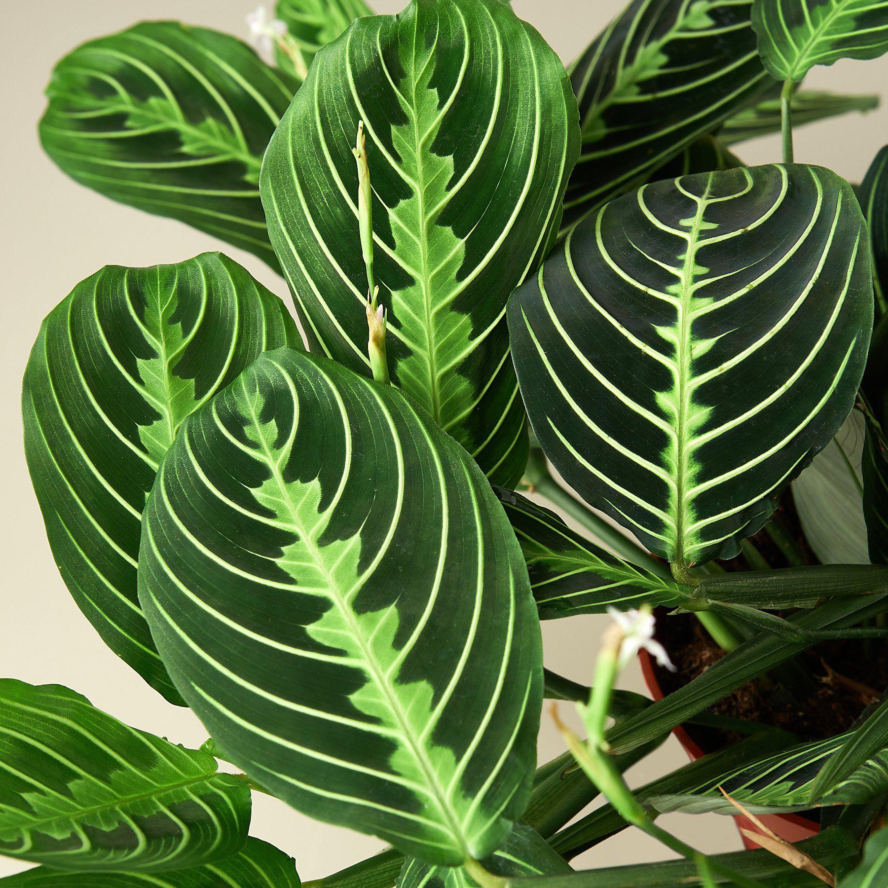 Maranta 'Lemon Lime'-Indoor Plants-The Succulent Source