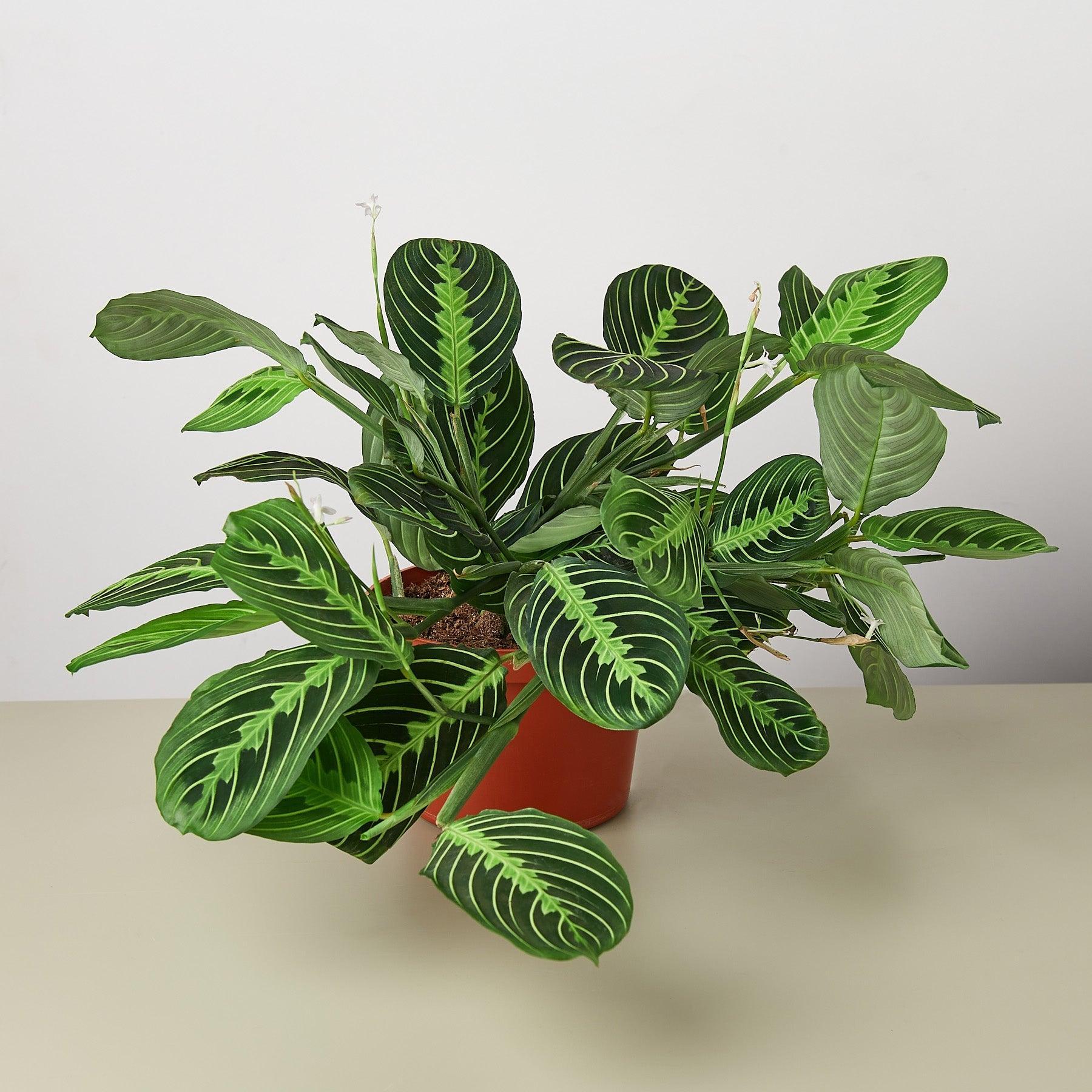Maranta 'Lemon Lime'-Indoor Plants-The Succulent Source