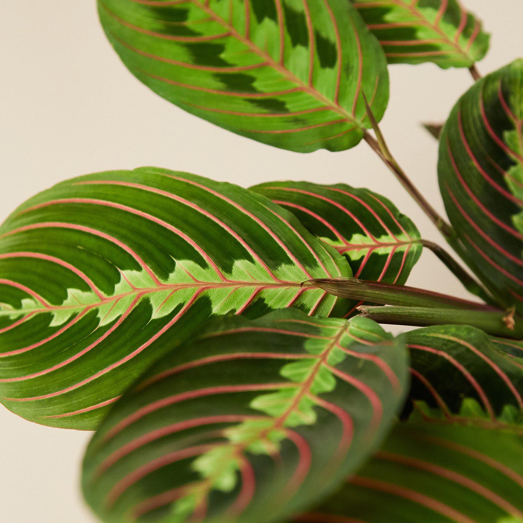 Maranta 'Red Prayer'-Indoor Plants-The Succulent Source