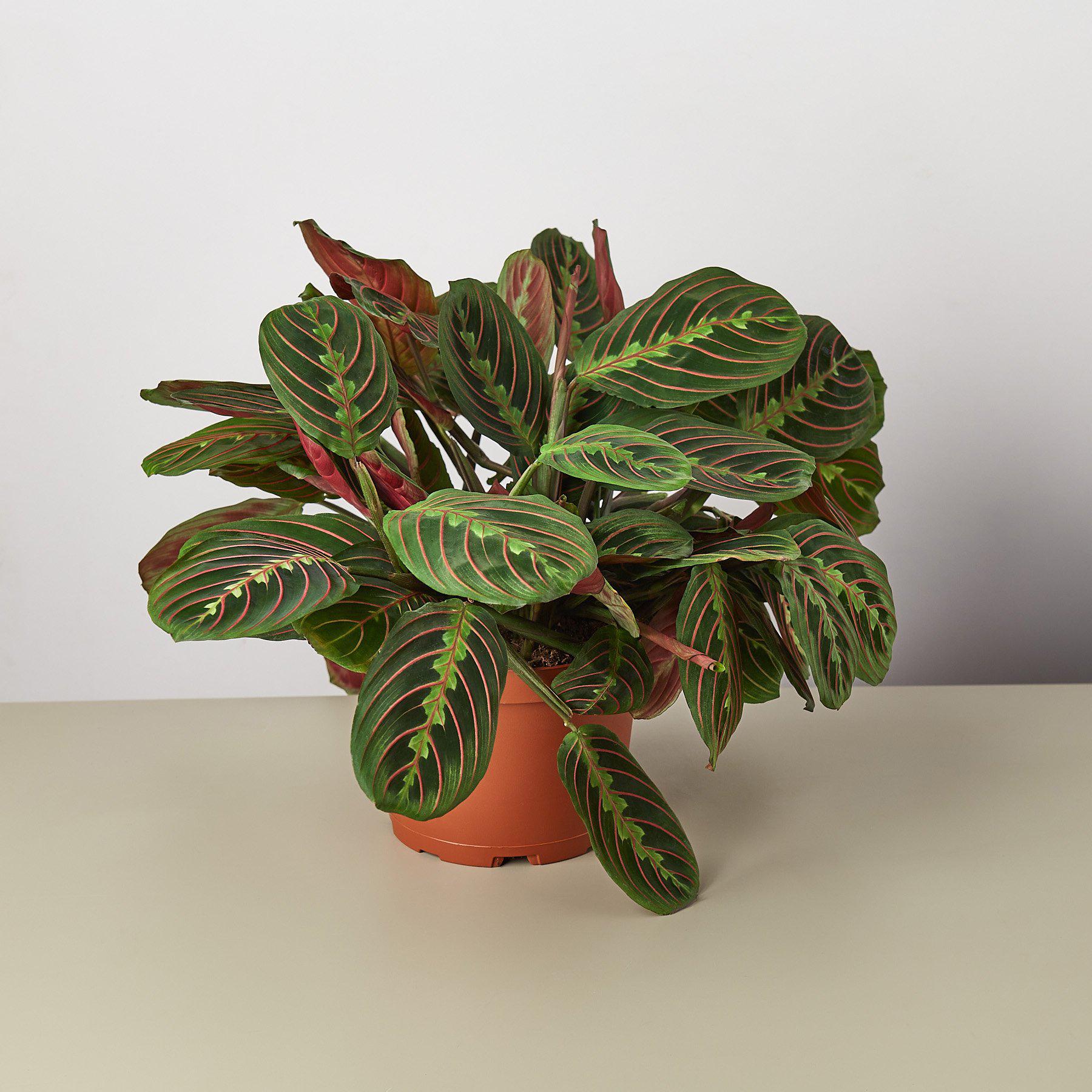 Maranta 'Red Prayer'-Indoor Plants-The Succulent Source