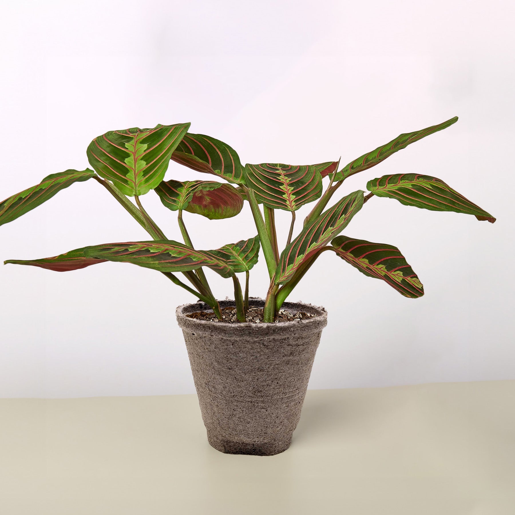 Maranta 'Red Prayer'-Indoor Plants-The Succulent Source