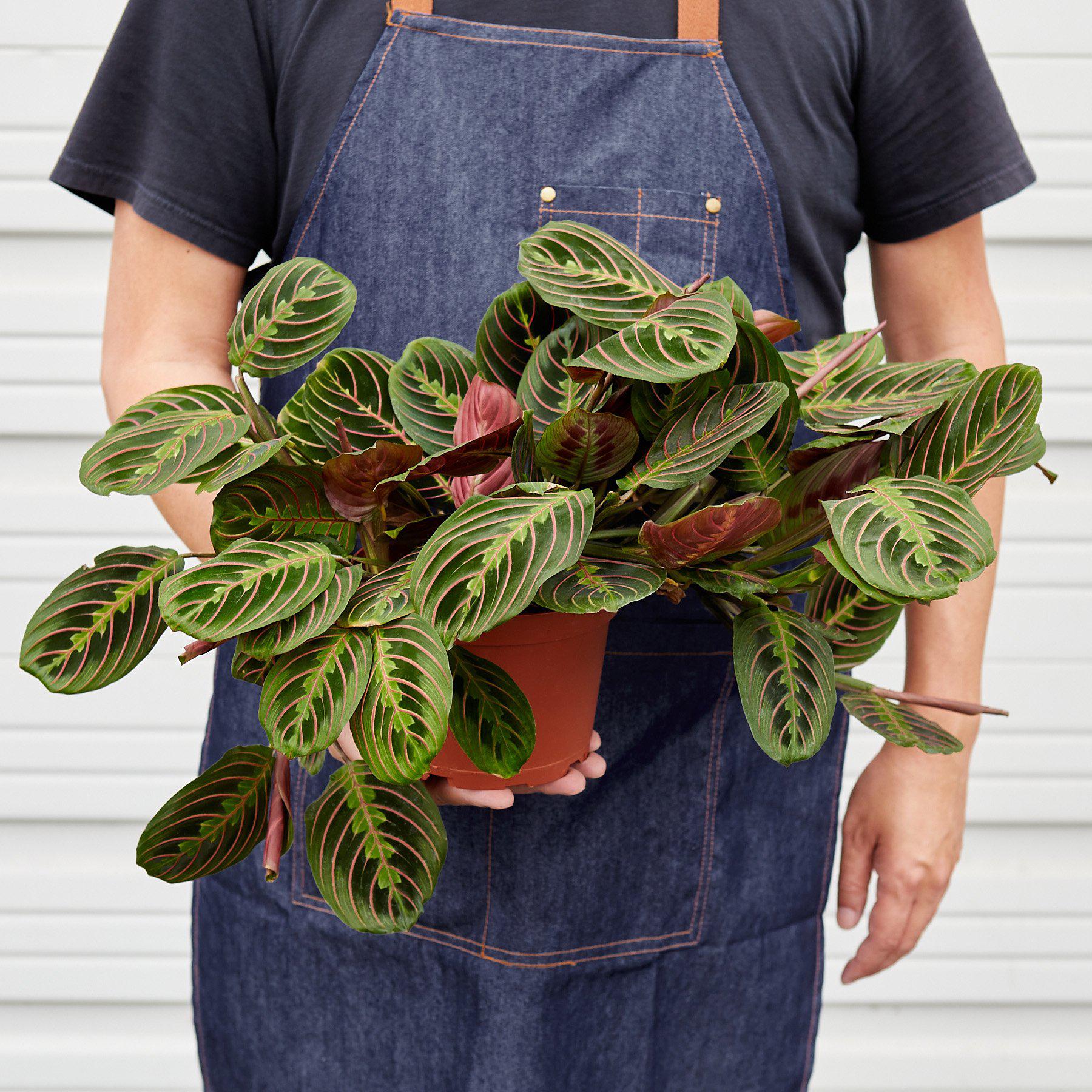 Maranta 'Red Prayer'-Indoor Plants-The Succulent Source