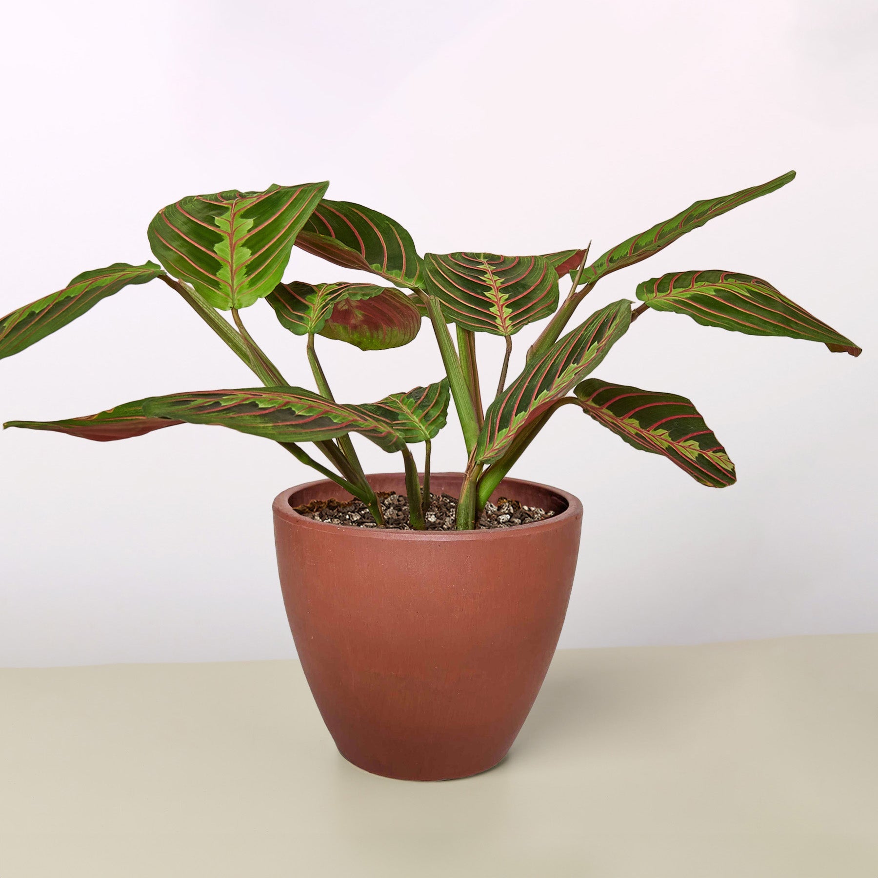 Maranta 'Red Prayer'-Indoor Plants-The Succulent Source